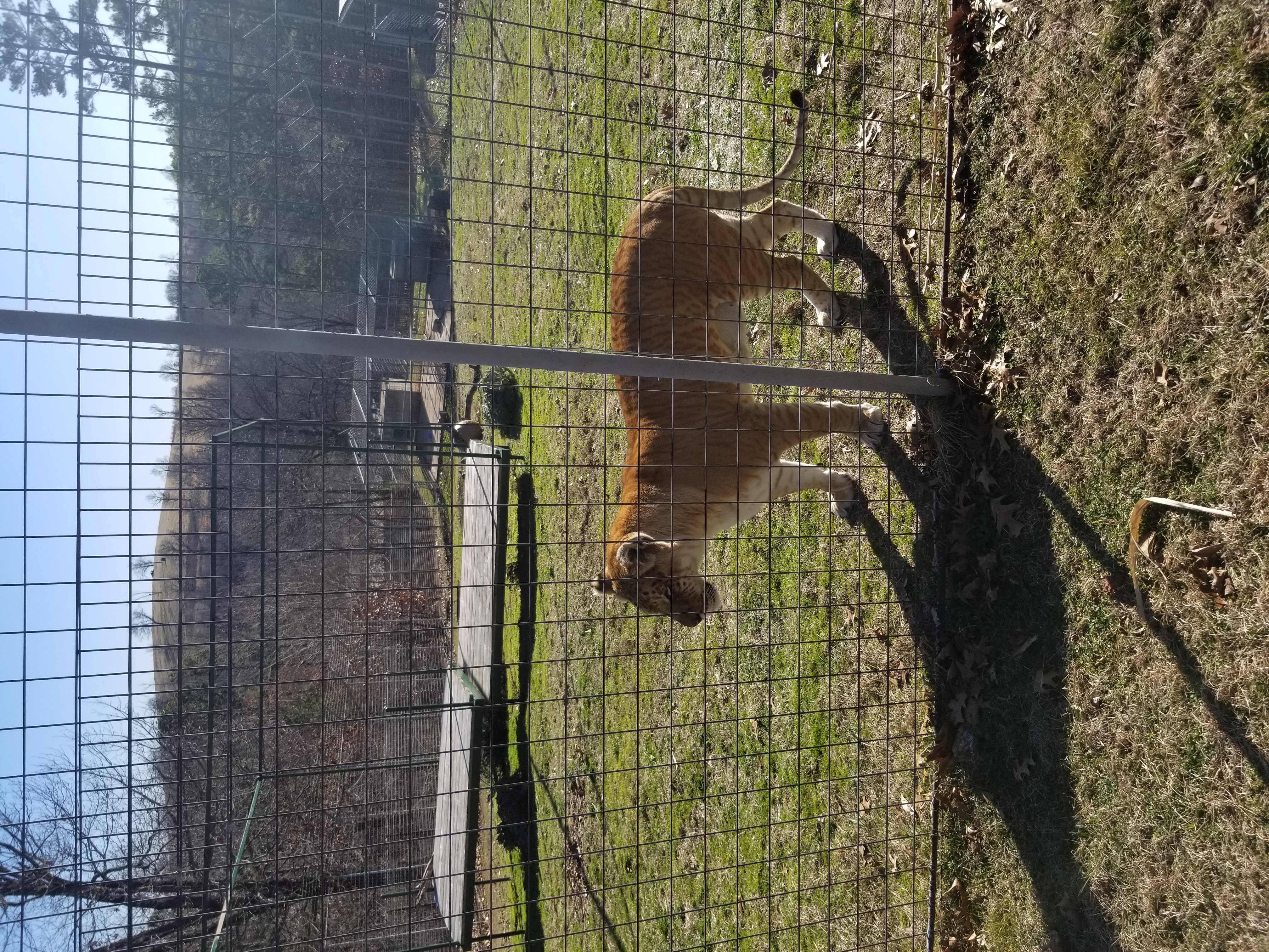 Liger- cross between a tiger and lion. They are often produced for roadside attractions because they can grow to be very large! They have many genetic issues and most die young because their organs grow to be too big and fail.