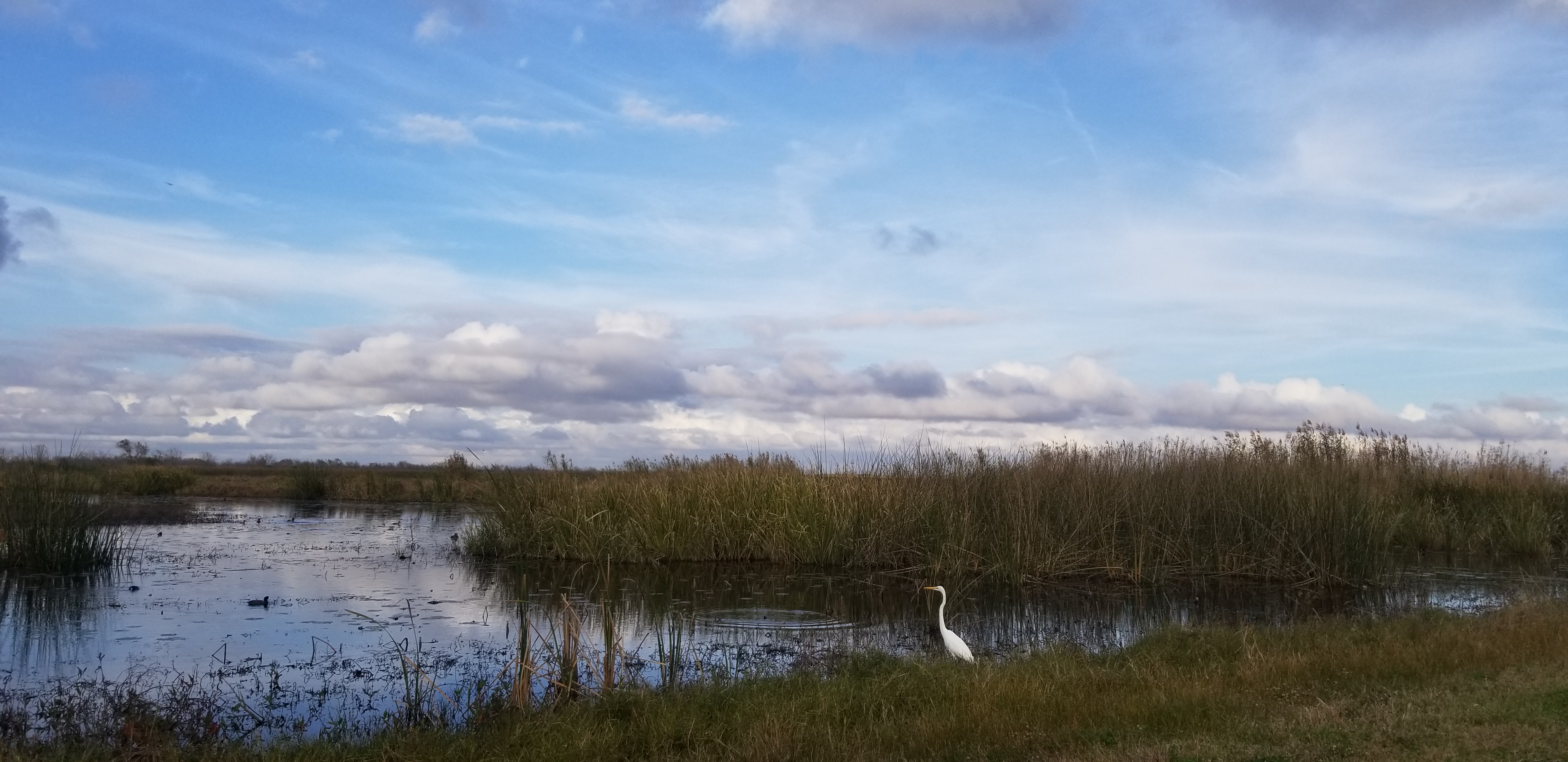 Many species of birds migrate to this area during winter. Here we spot a Great Egret at the Pintail Wildlife Refuge in Louisiana