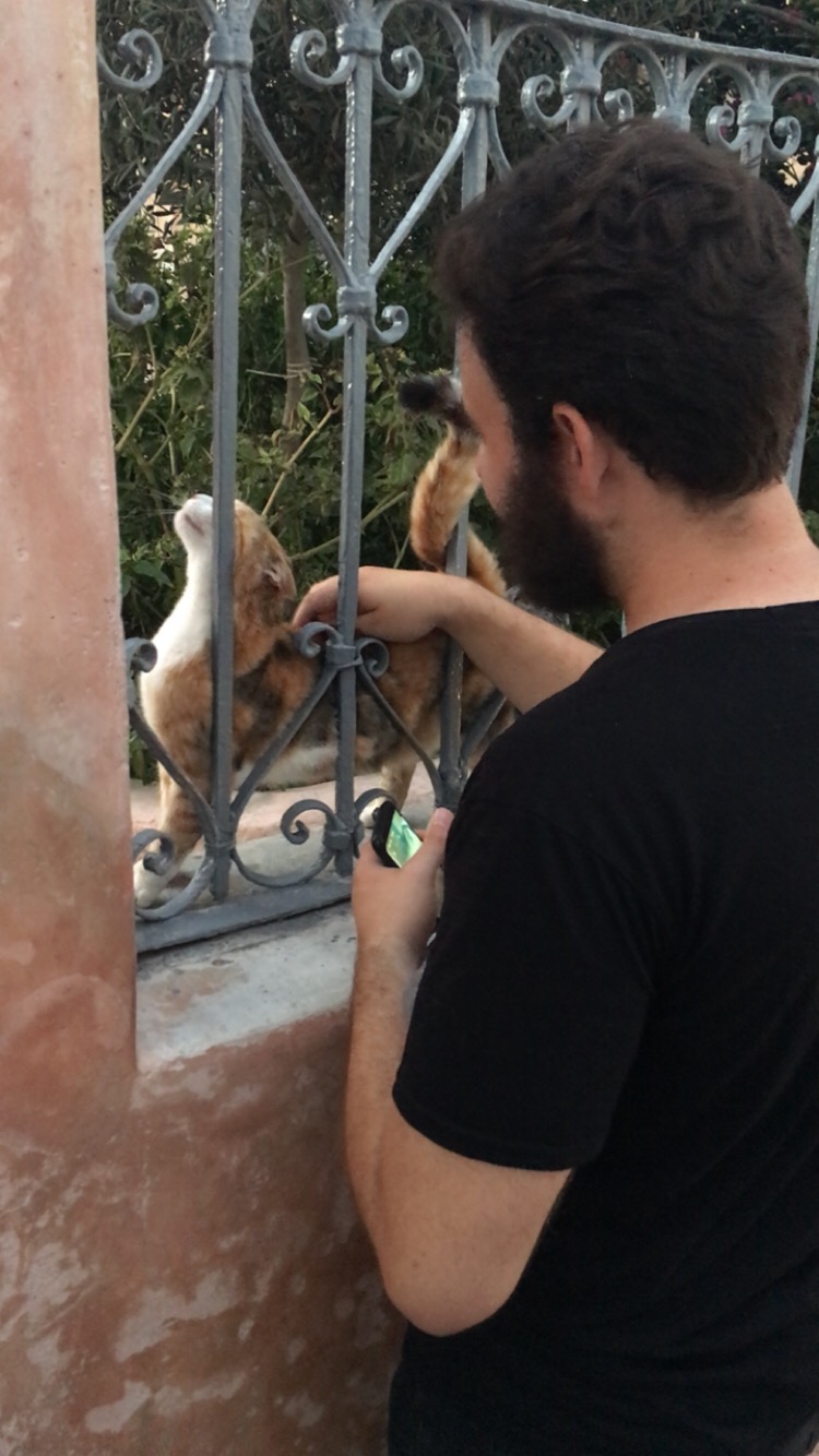 Lots of cute, pettable cats roaming around in Santorini