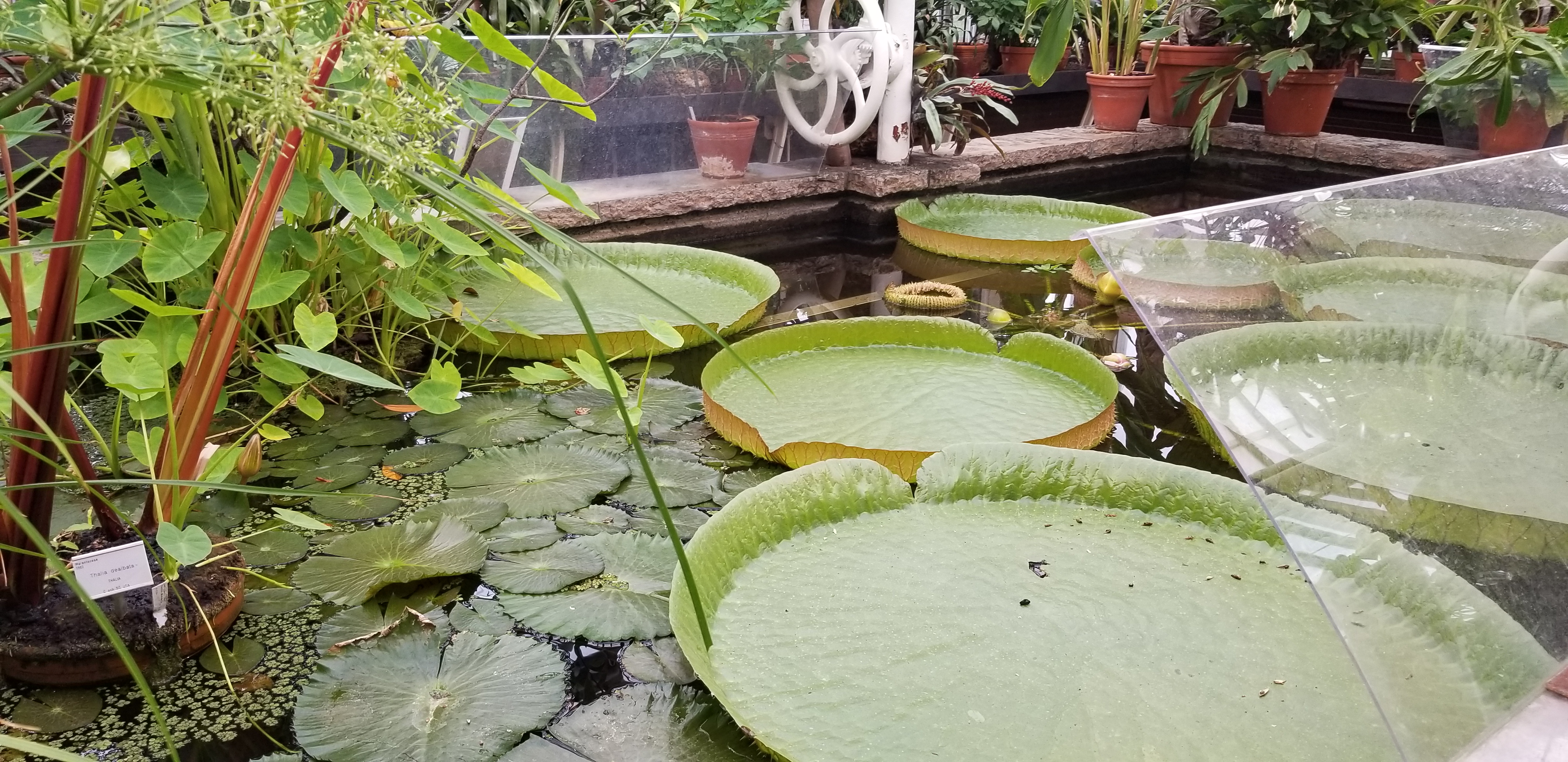 Giant lily pads at the botanical gardens in Gothenburg, Sweden