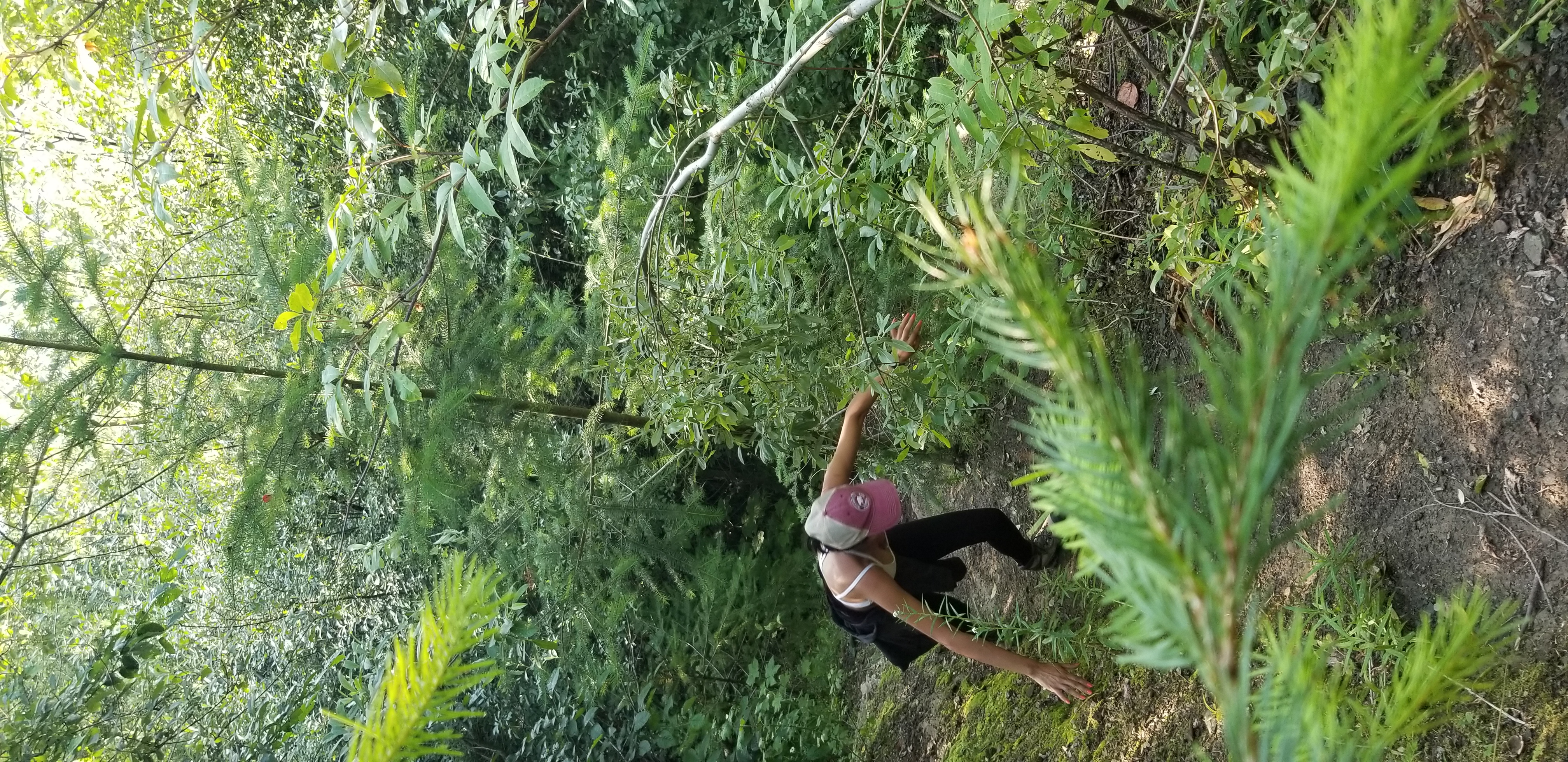 Climbing through the prehistoric looking jungle looking for fossils northwest of Seattle