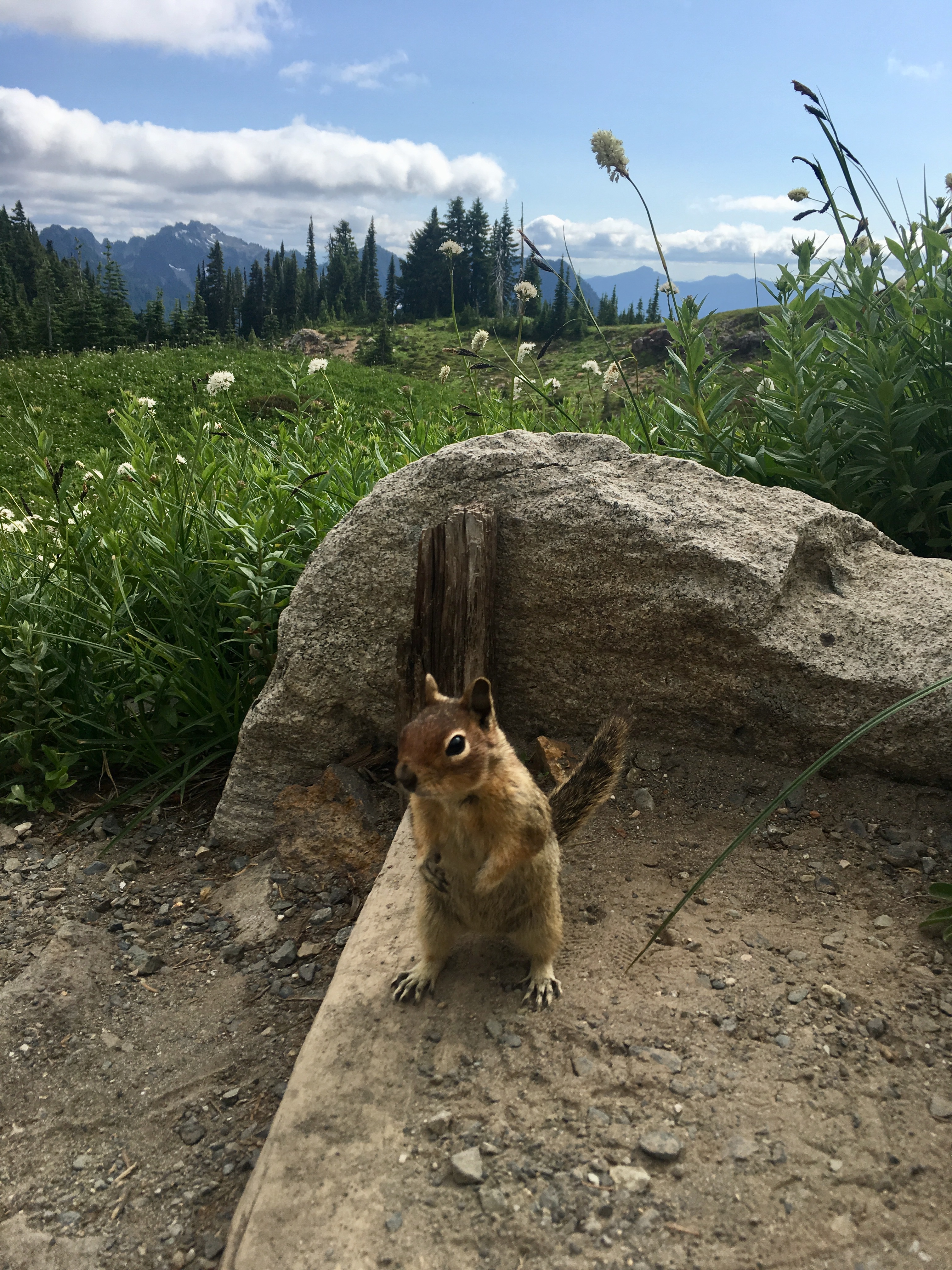 Chipmunk hoping for some food on Skyline Trail in Mount Rainier NP