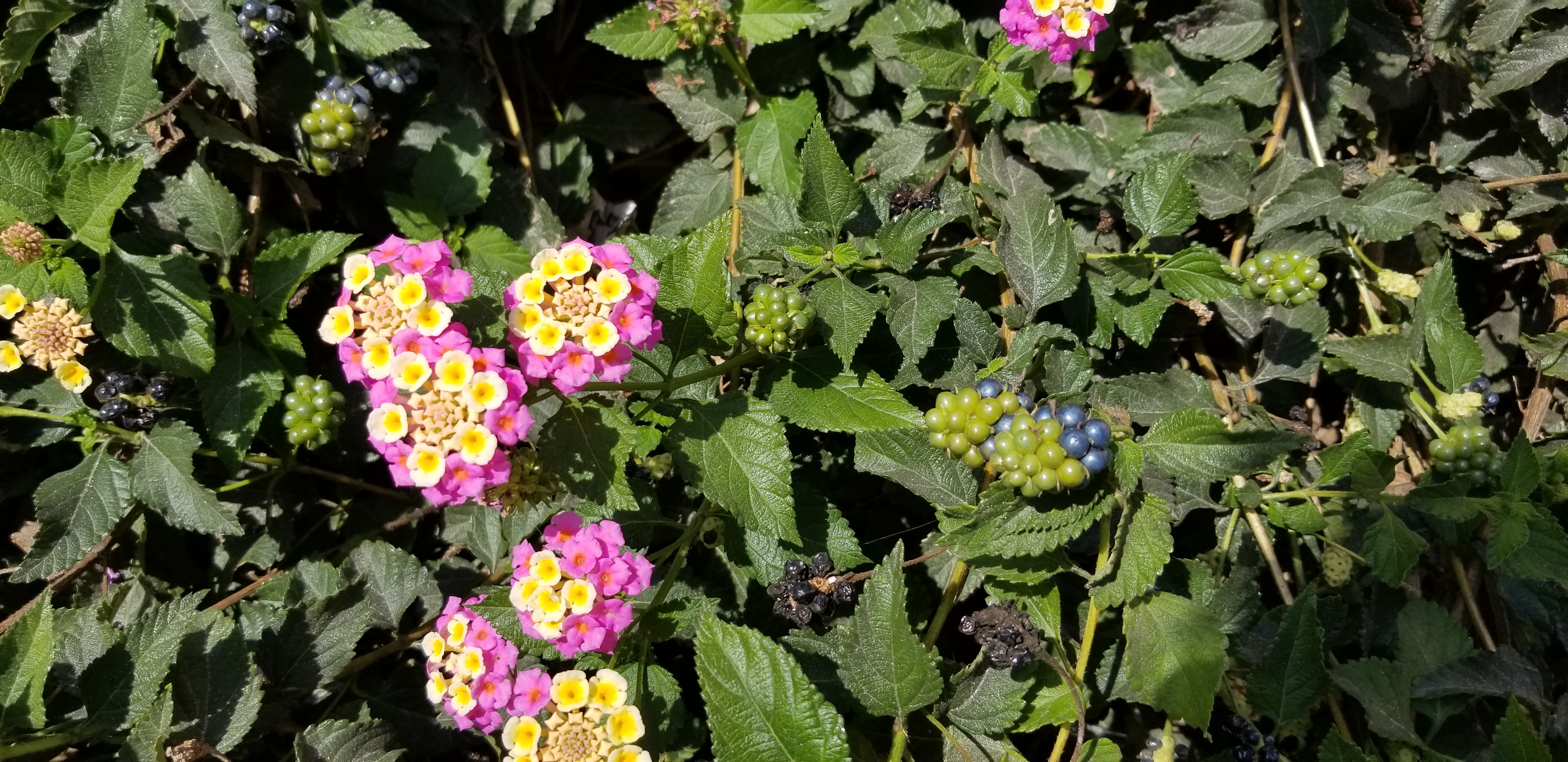 Pretty flowers in Santorini