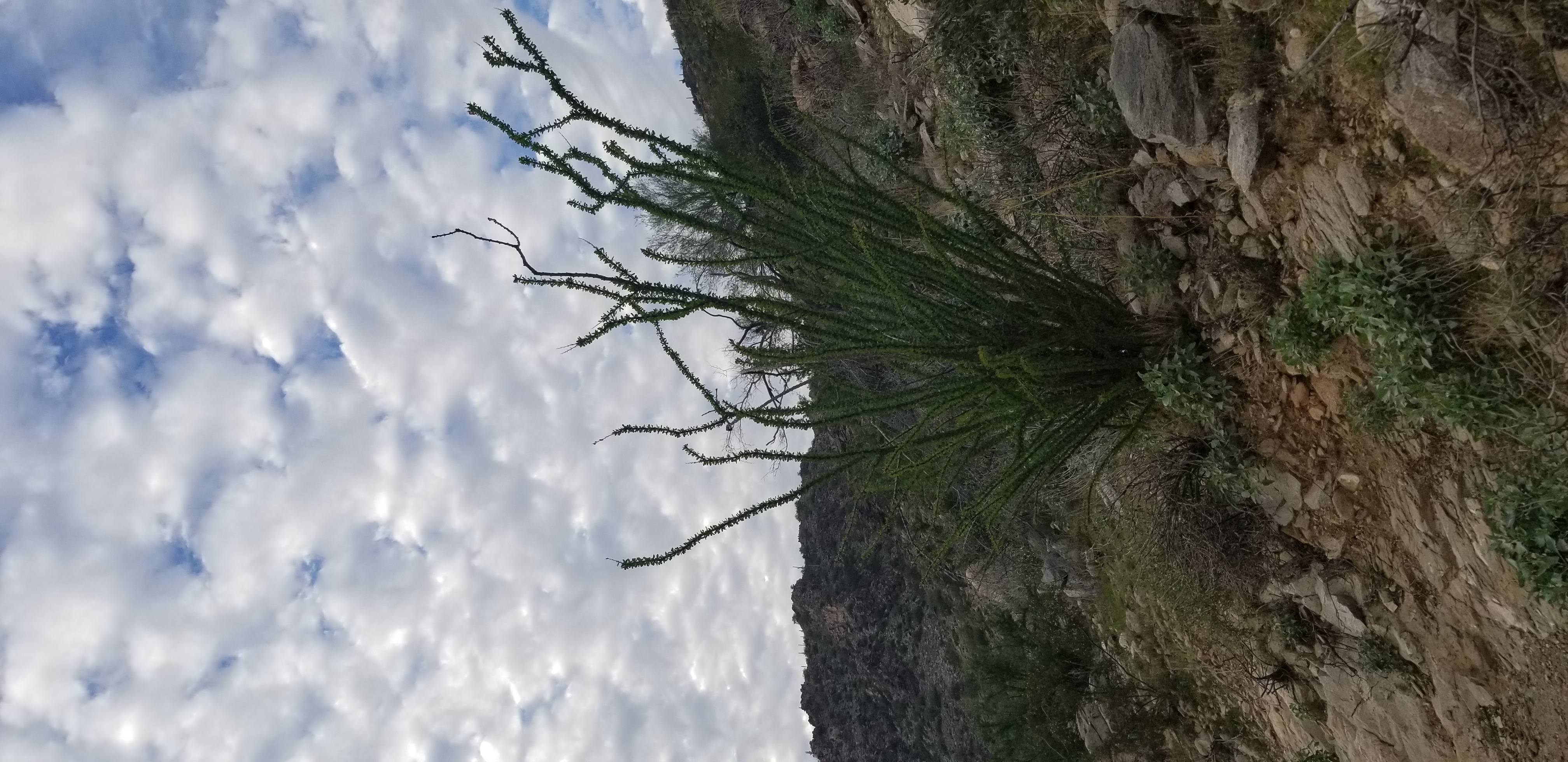 Pretty clouds and Ocotillo plant in White Tanks Regional Park