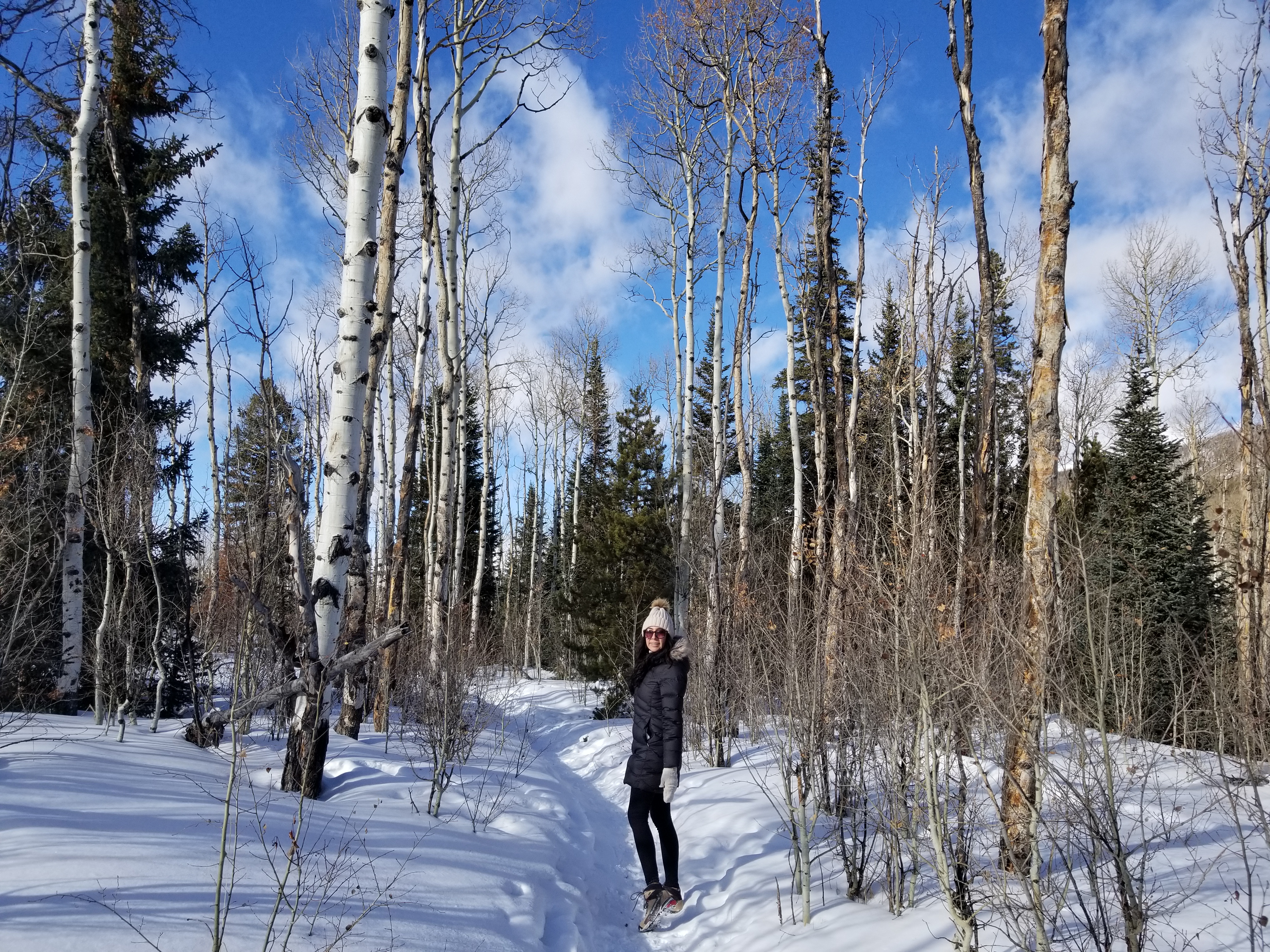 Pretty Aspen forest in the winter Dillon, Co