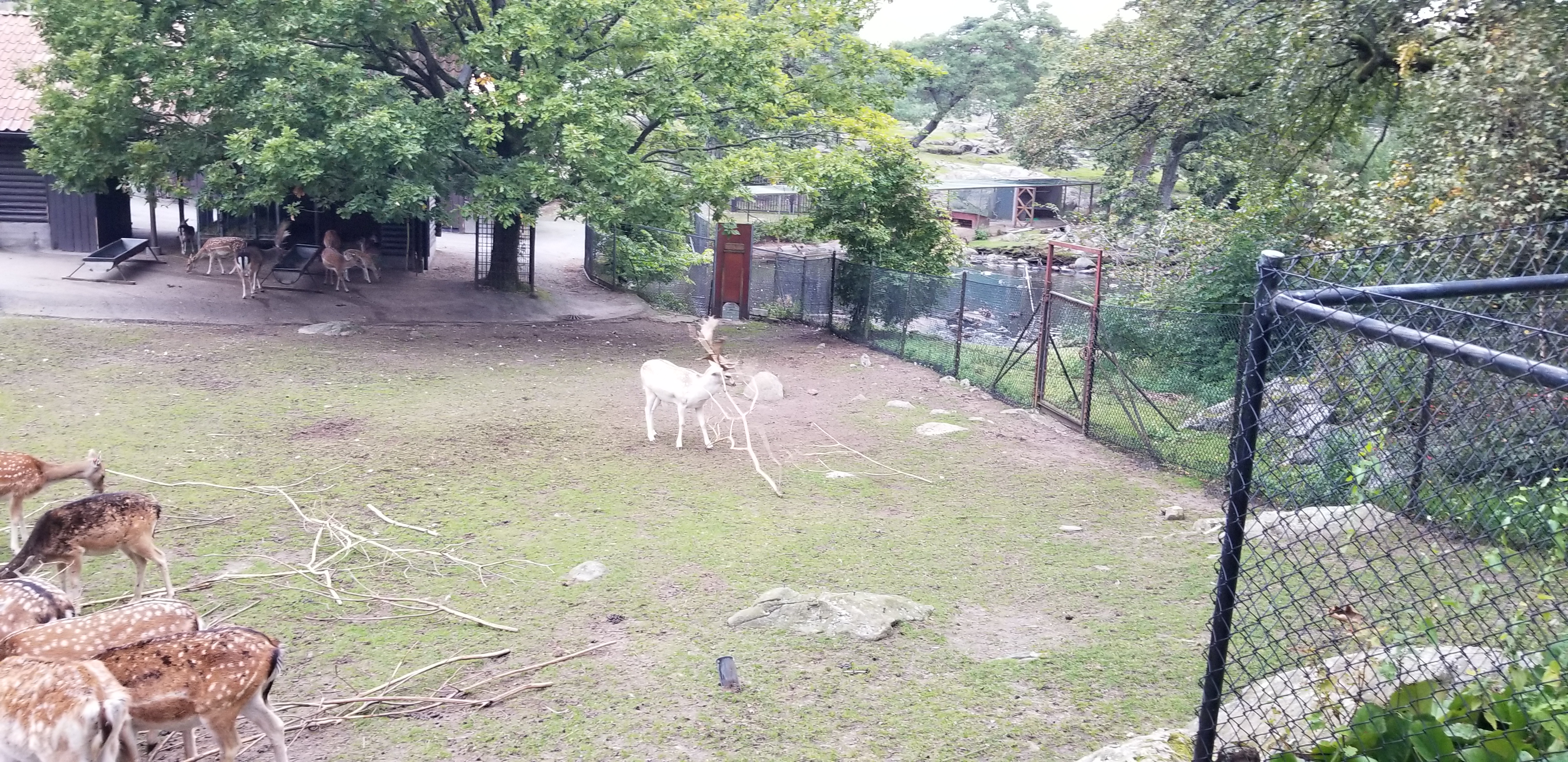 Deer fighting a tree in the zoo in Slottsskogen Park in Gothenburg, Sweden.