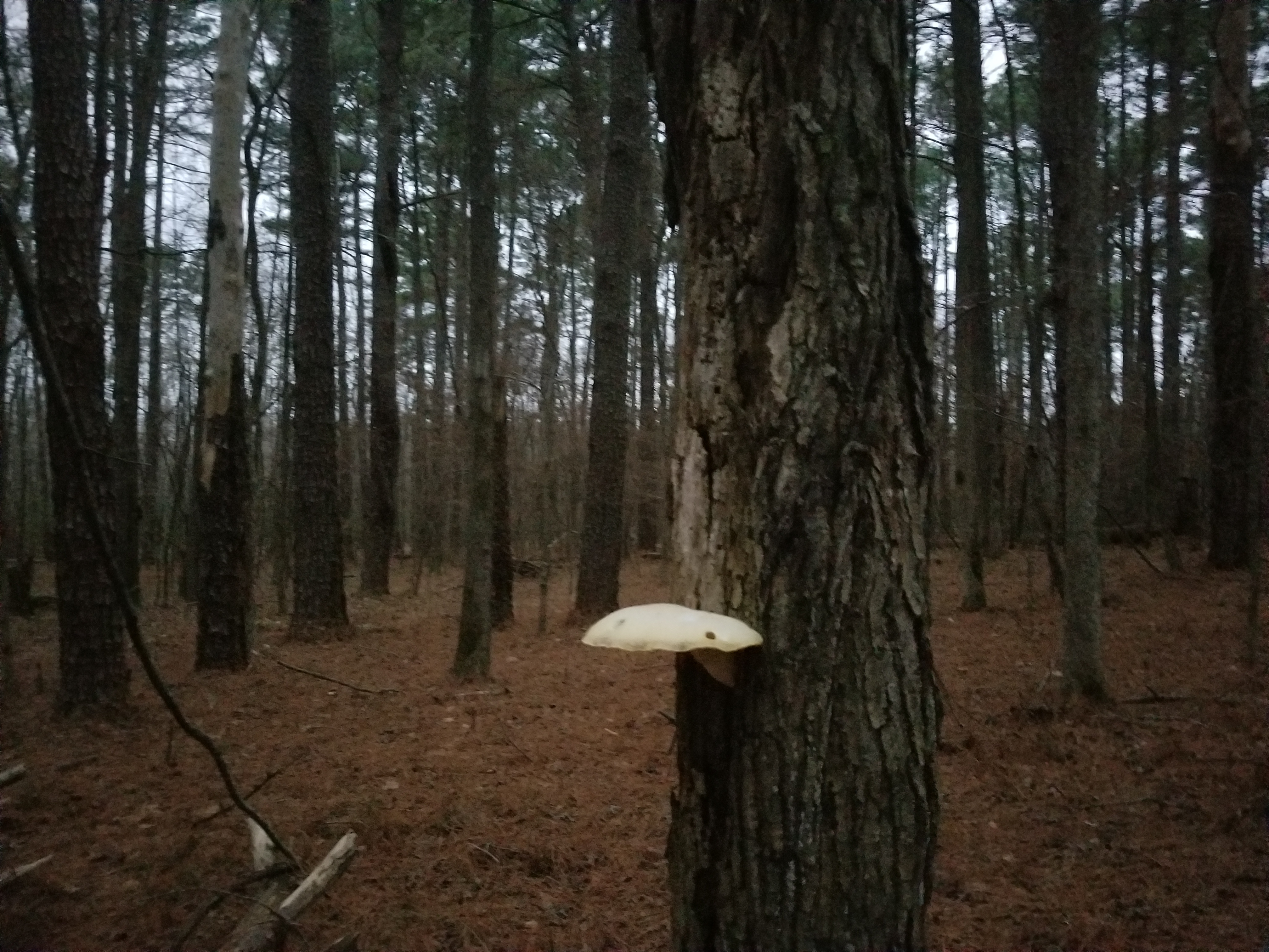 Huge Fungus spotted on a hike somewhere in Missouri.