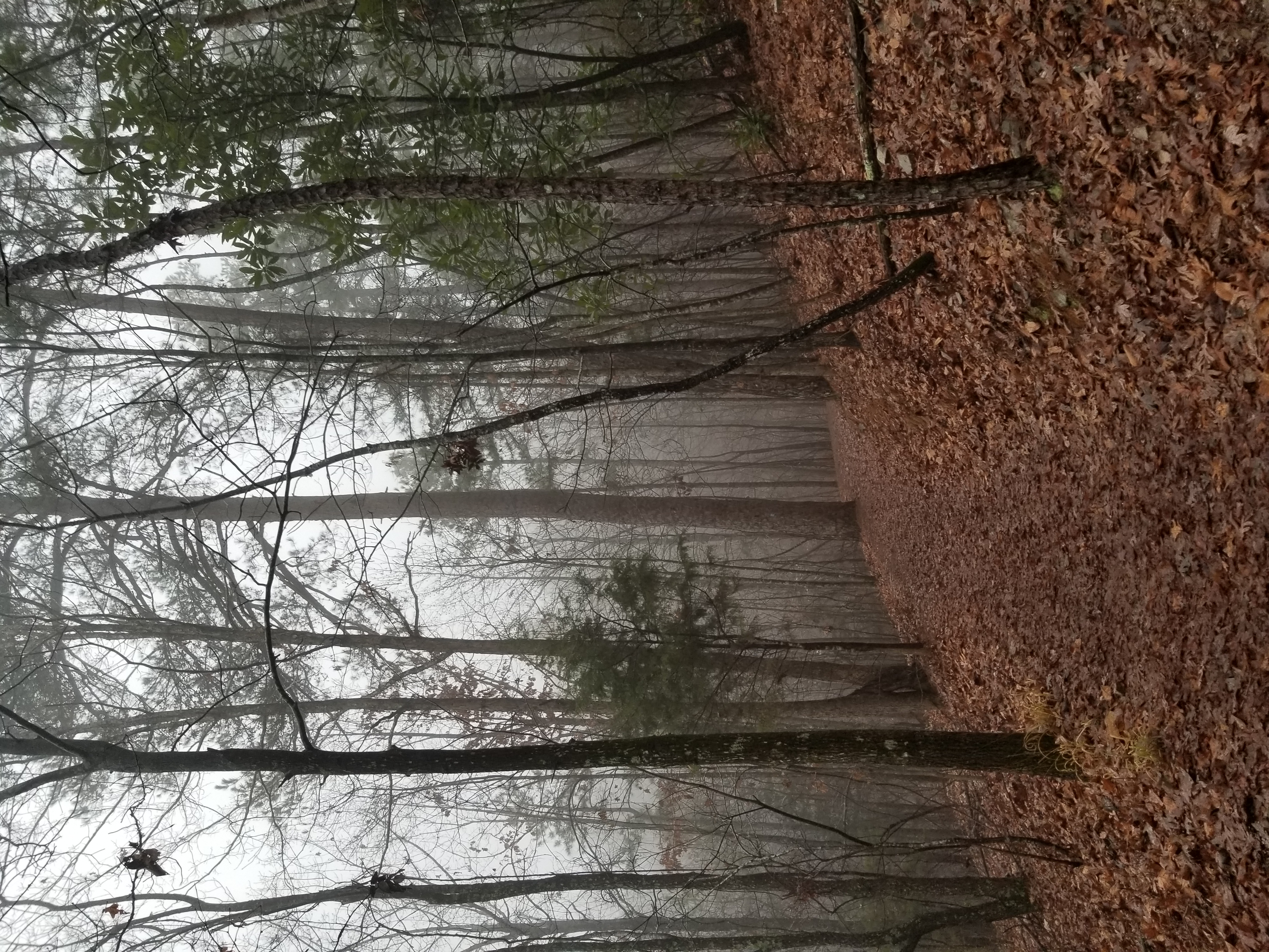 Beautiful forest in Missouri