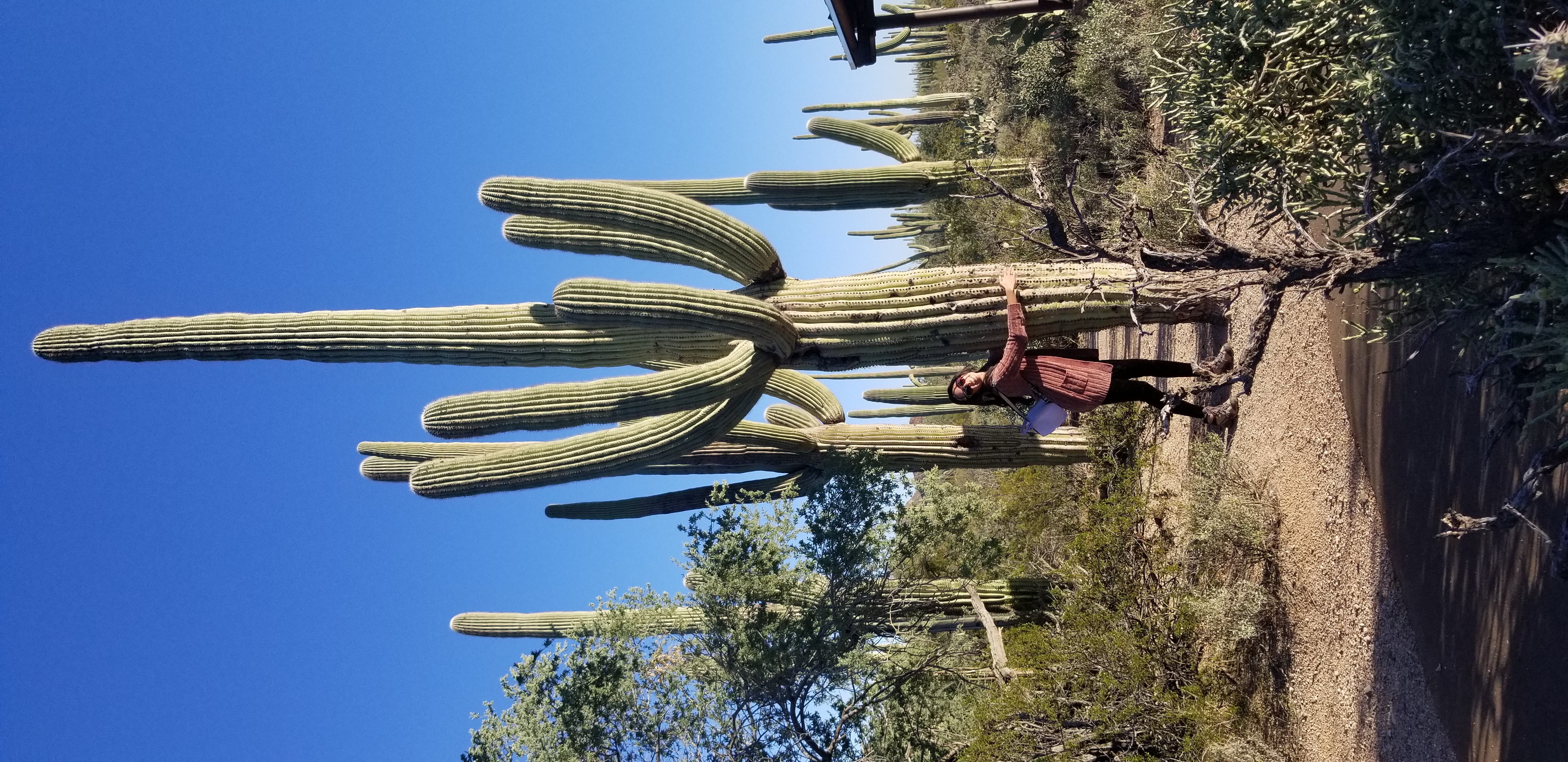 Made a new friend in Saguaro National Park, Arizona