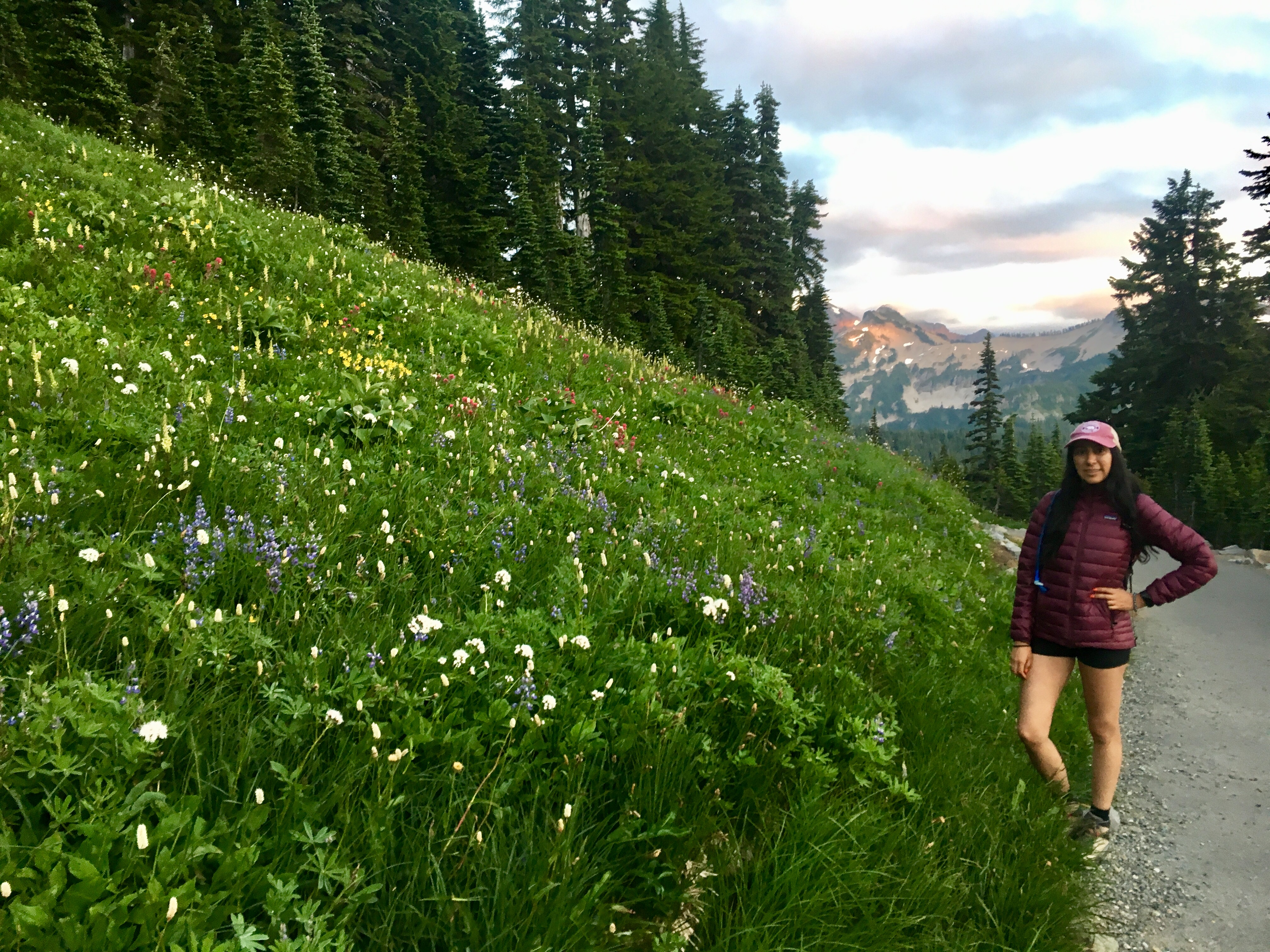 Beautiful wildflowers in Mount Rainier NP