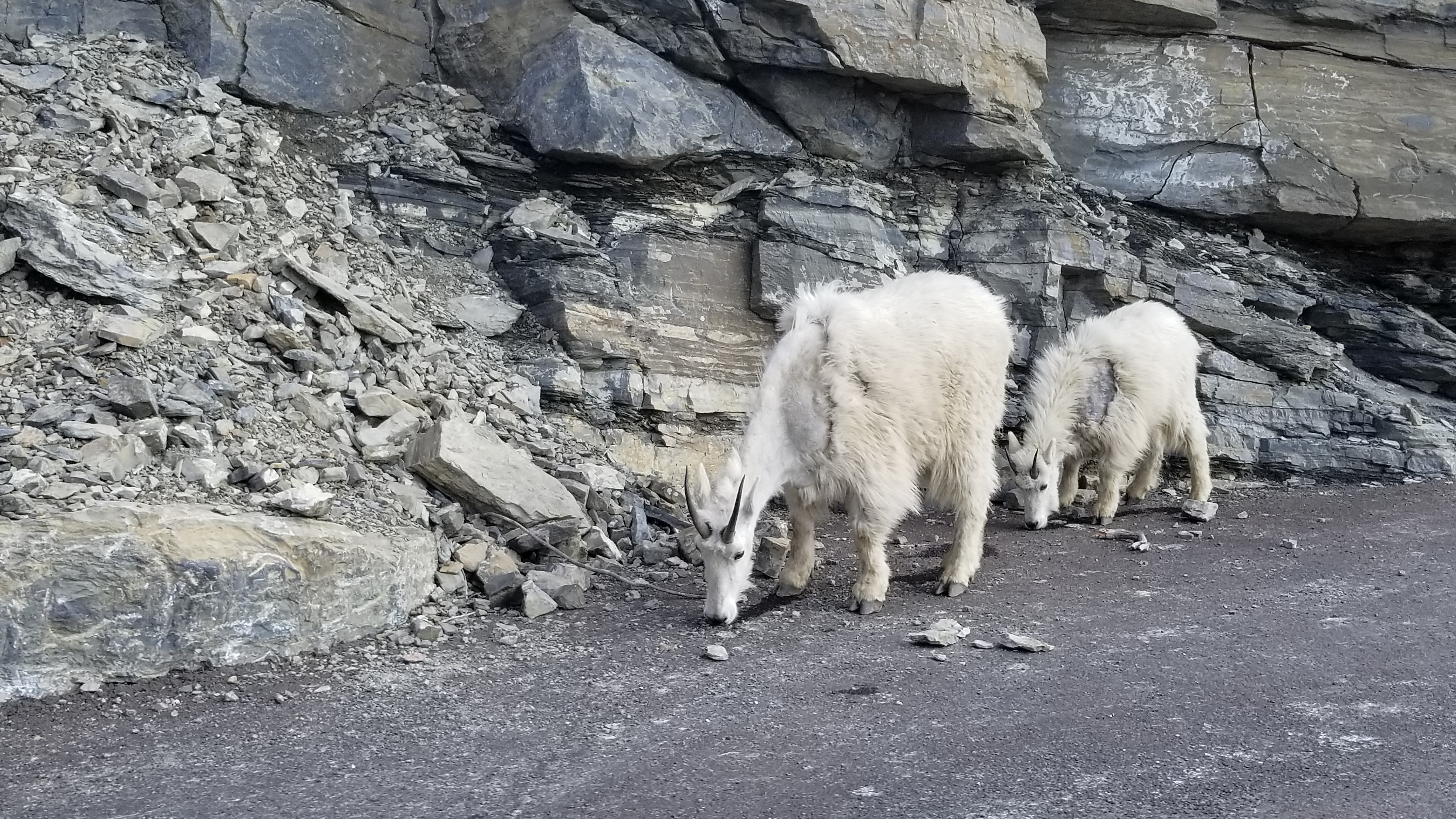 Mountain goats by the side of the road, Glacier NP, MT