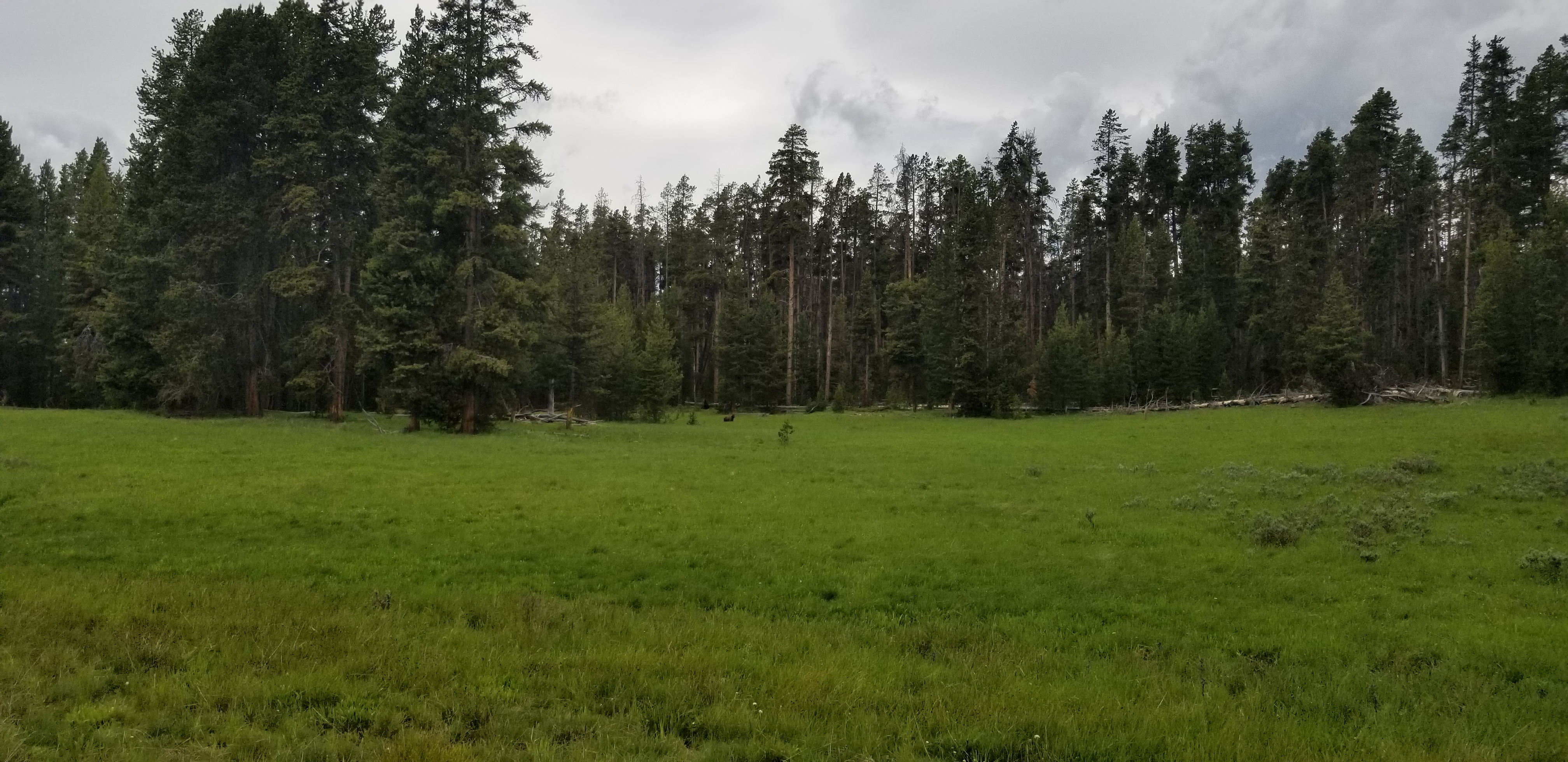 Grizzly bear in Yellowstone NP (center-left, pretty far)