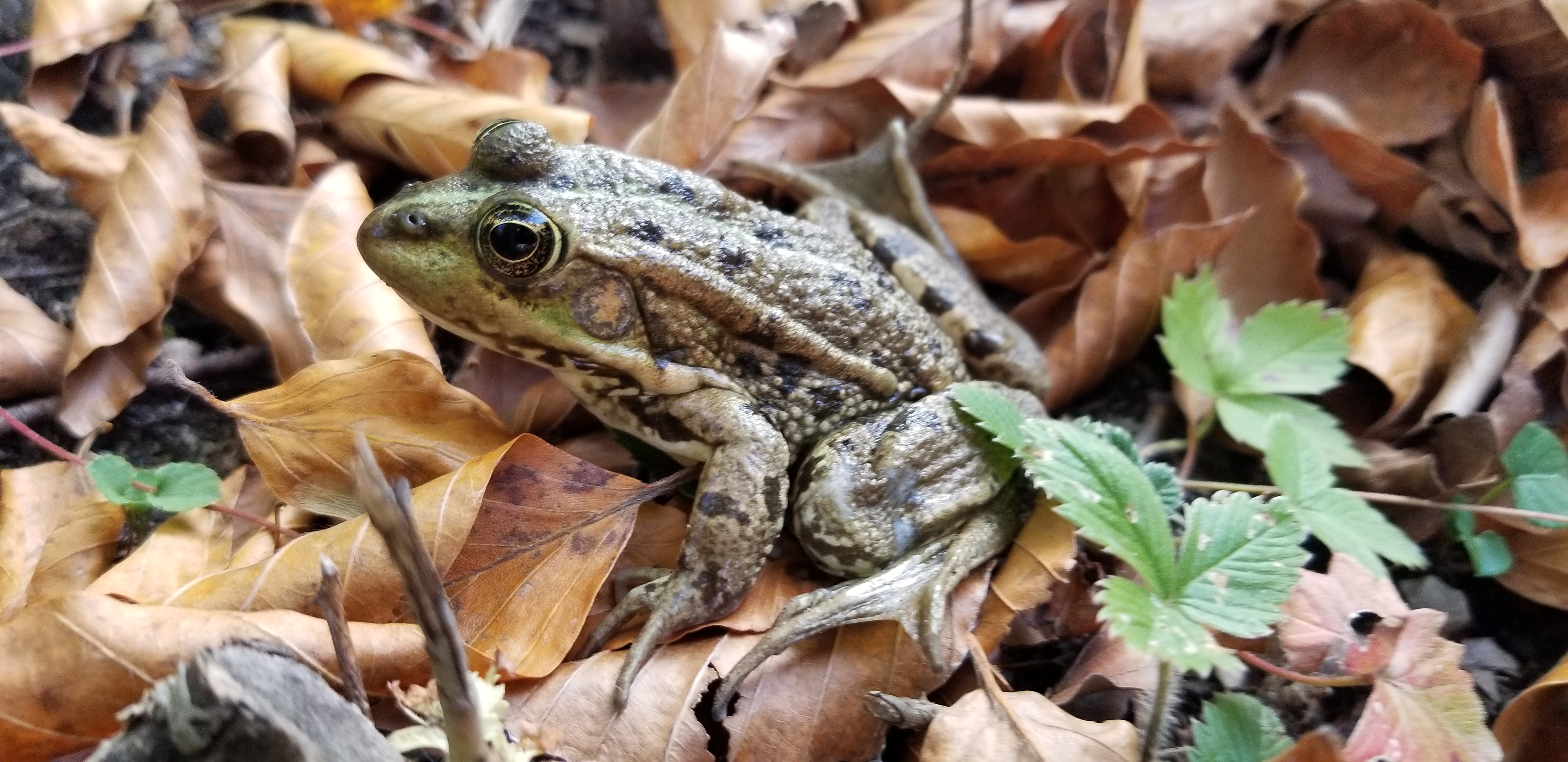 A frog in Plitvice Lakes National Park in Croatia, which scared Zelzah by jumping right in front of her. It looks cute and innocent, but it knows what it did.