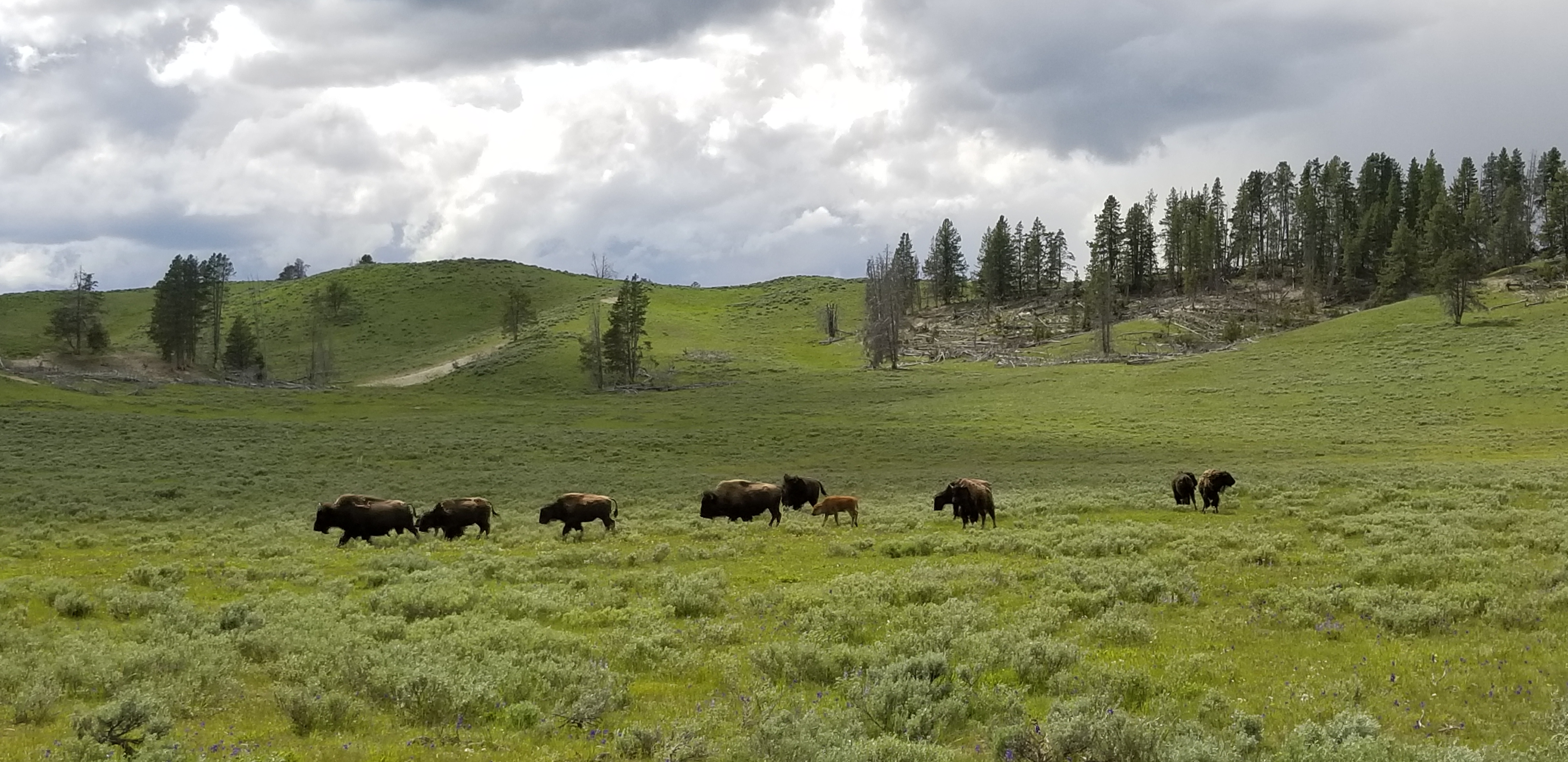 Herd of bison in Yellowstone NP