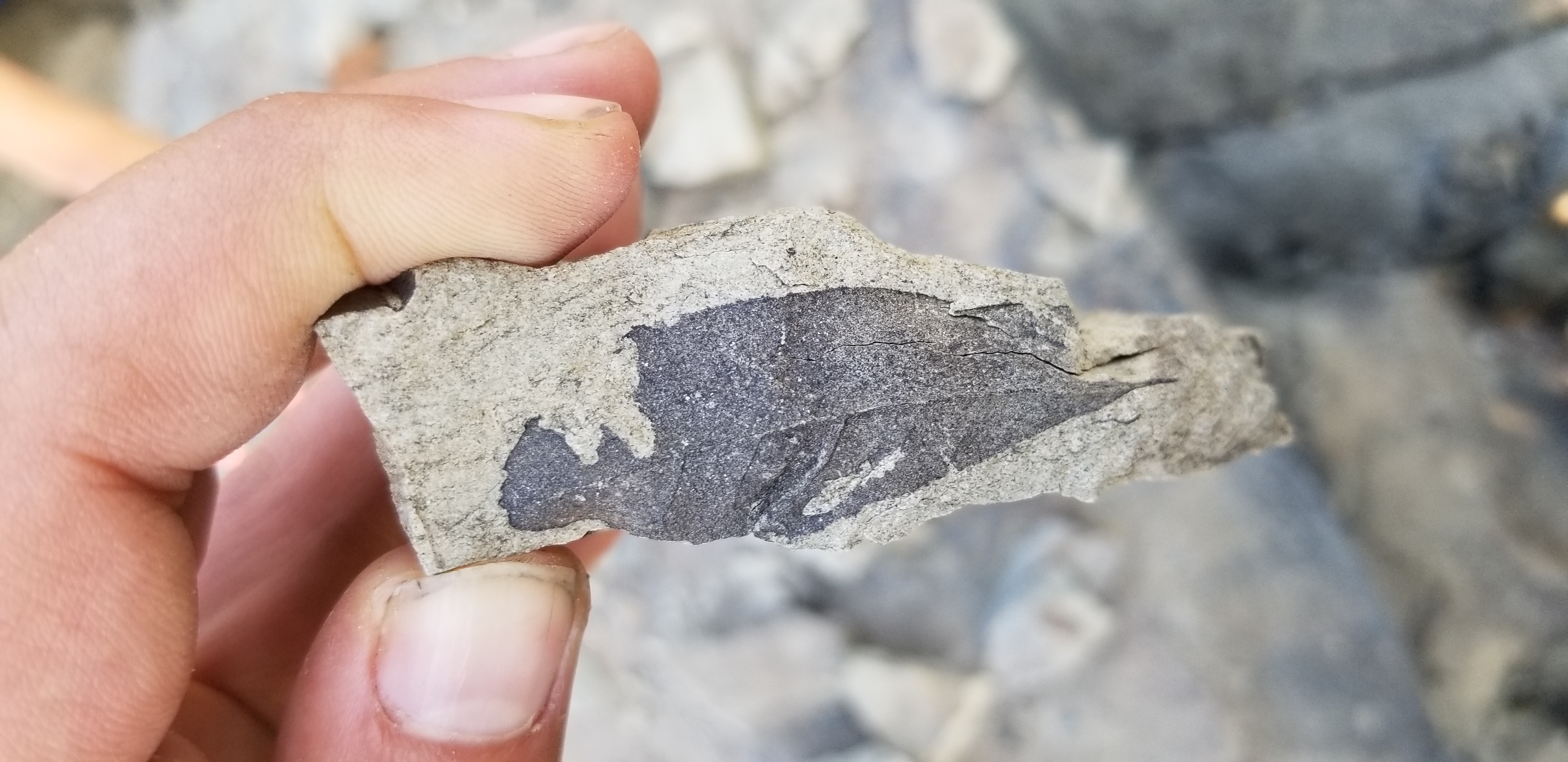 Fossilized leaf in the mountains northeast of Seattle