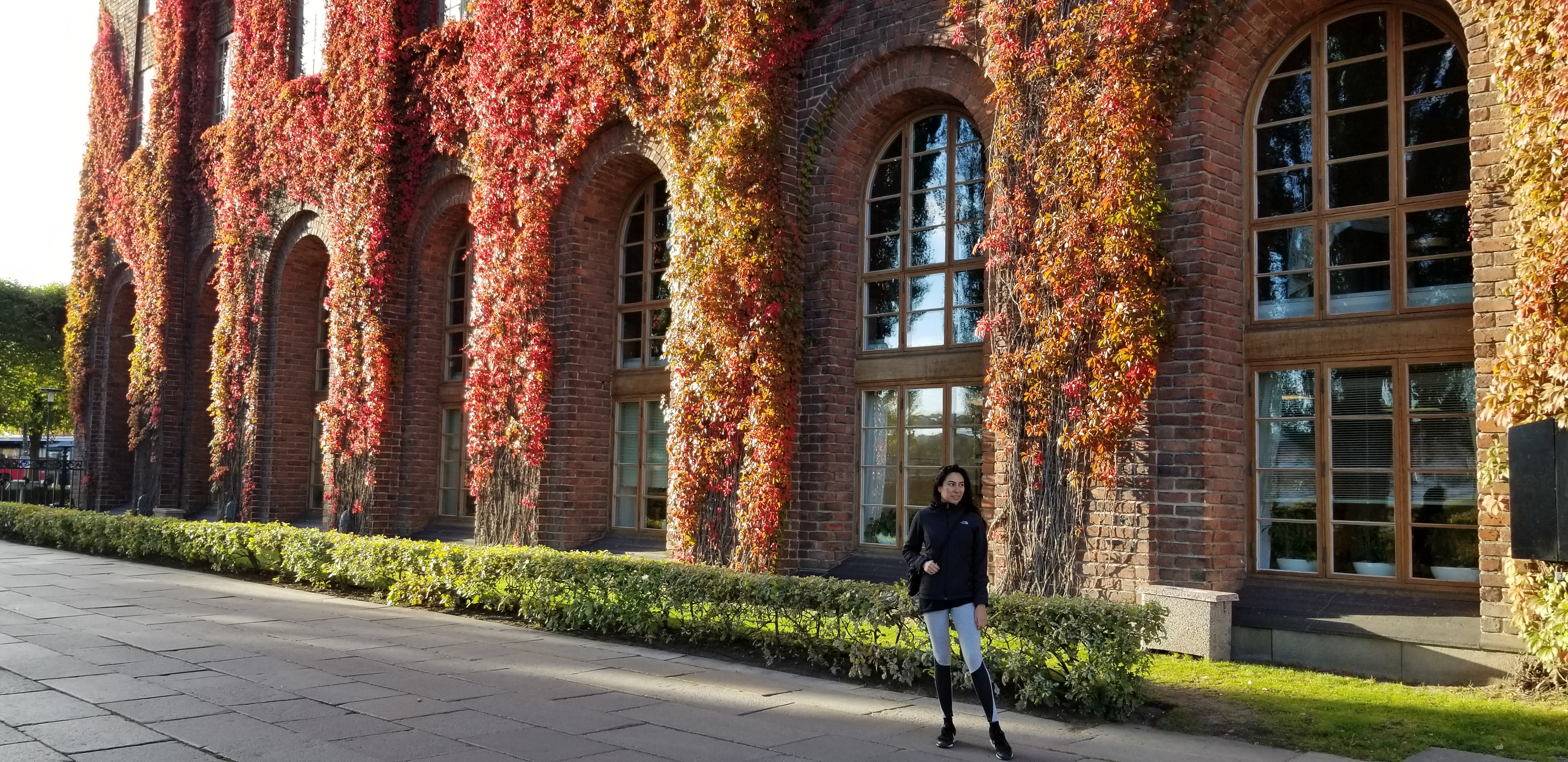 The ivy on Stockholm City Hall beginning to change color