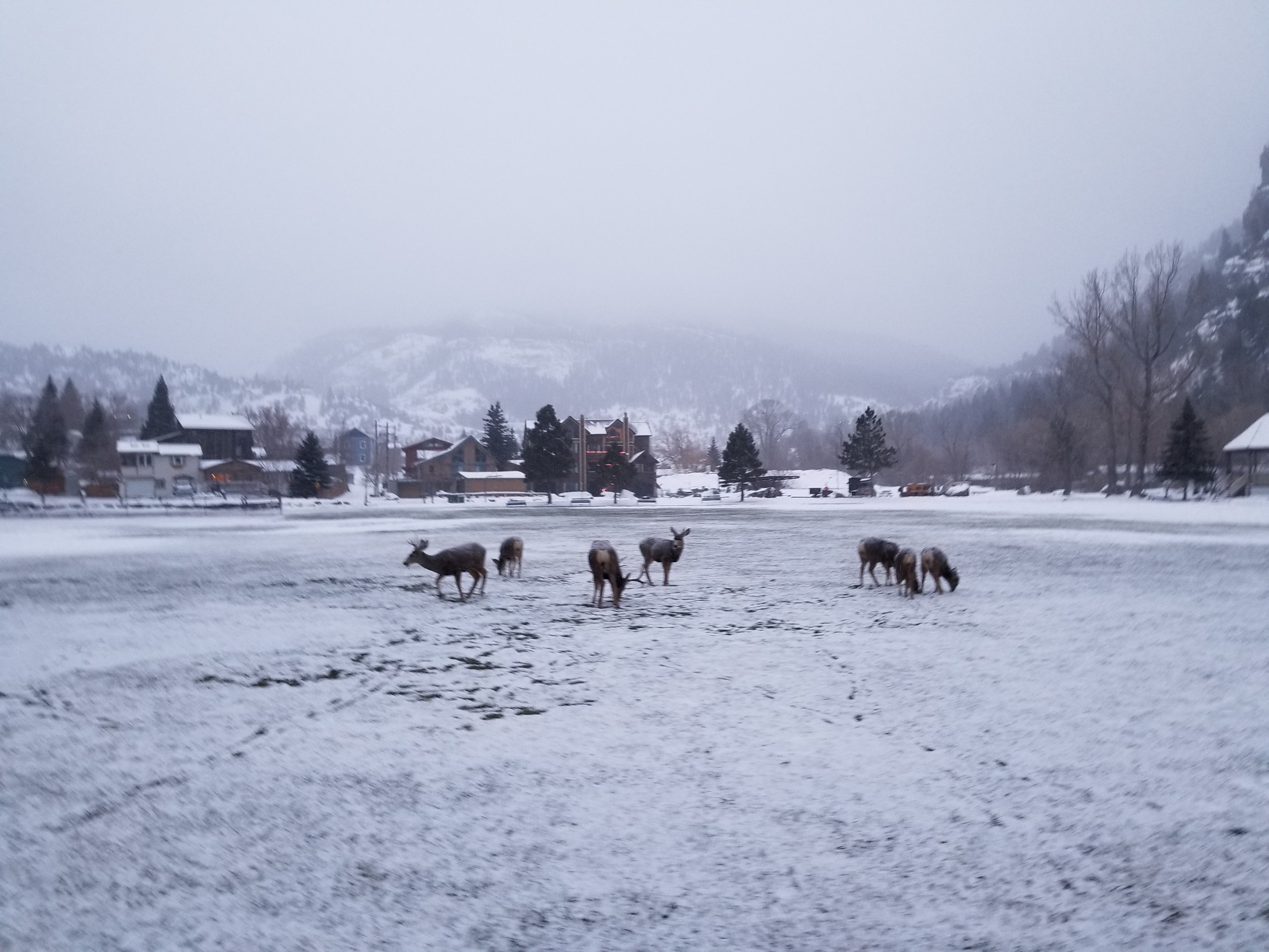 Herd of deer in Ouray Colorado