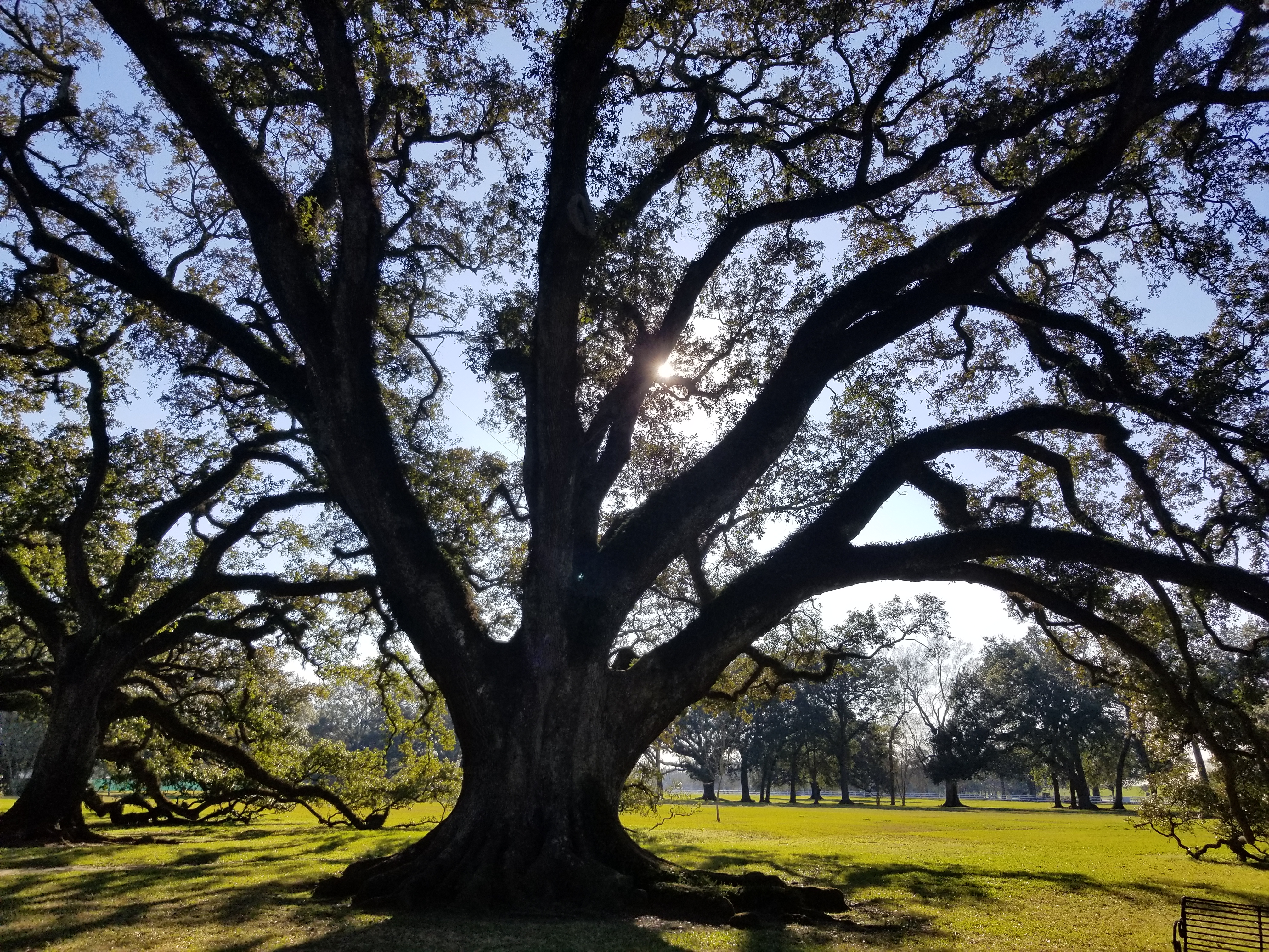 Large Oak tree (around 200 years old) at Oak Alley Plantation