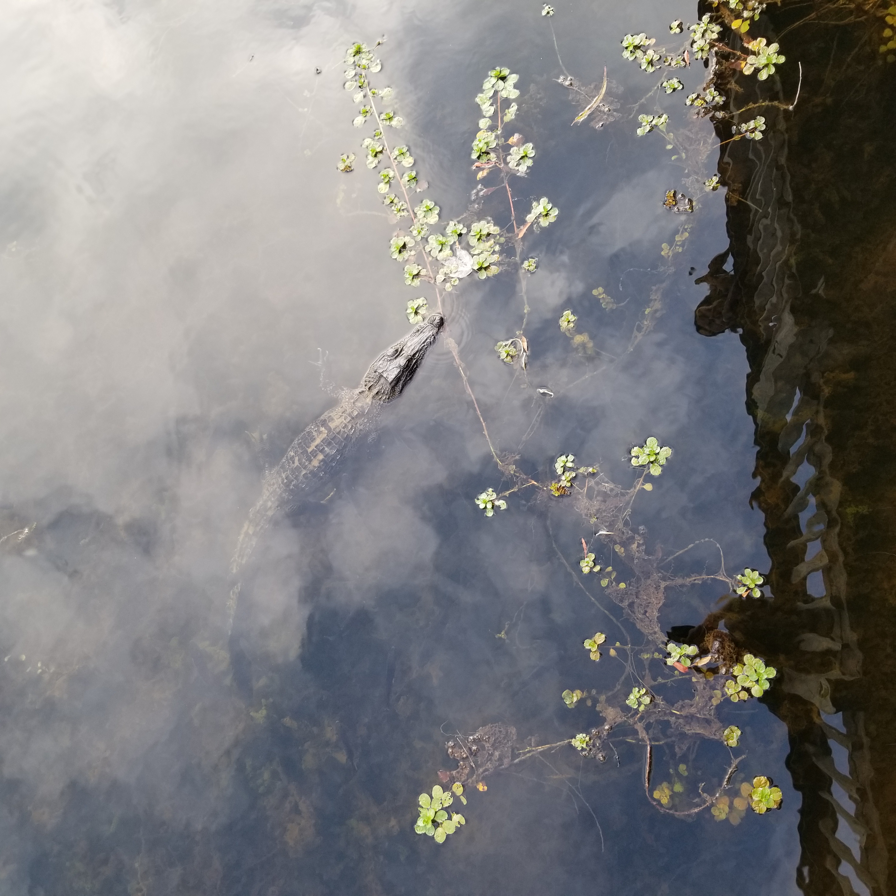 Our first sighting of an alligator in nature outside the visitor center of the Pintail Wildlife Refuge