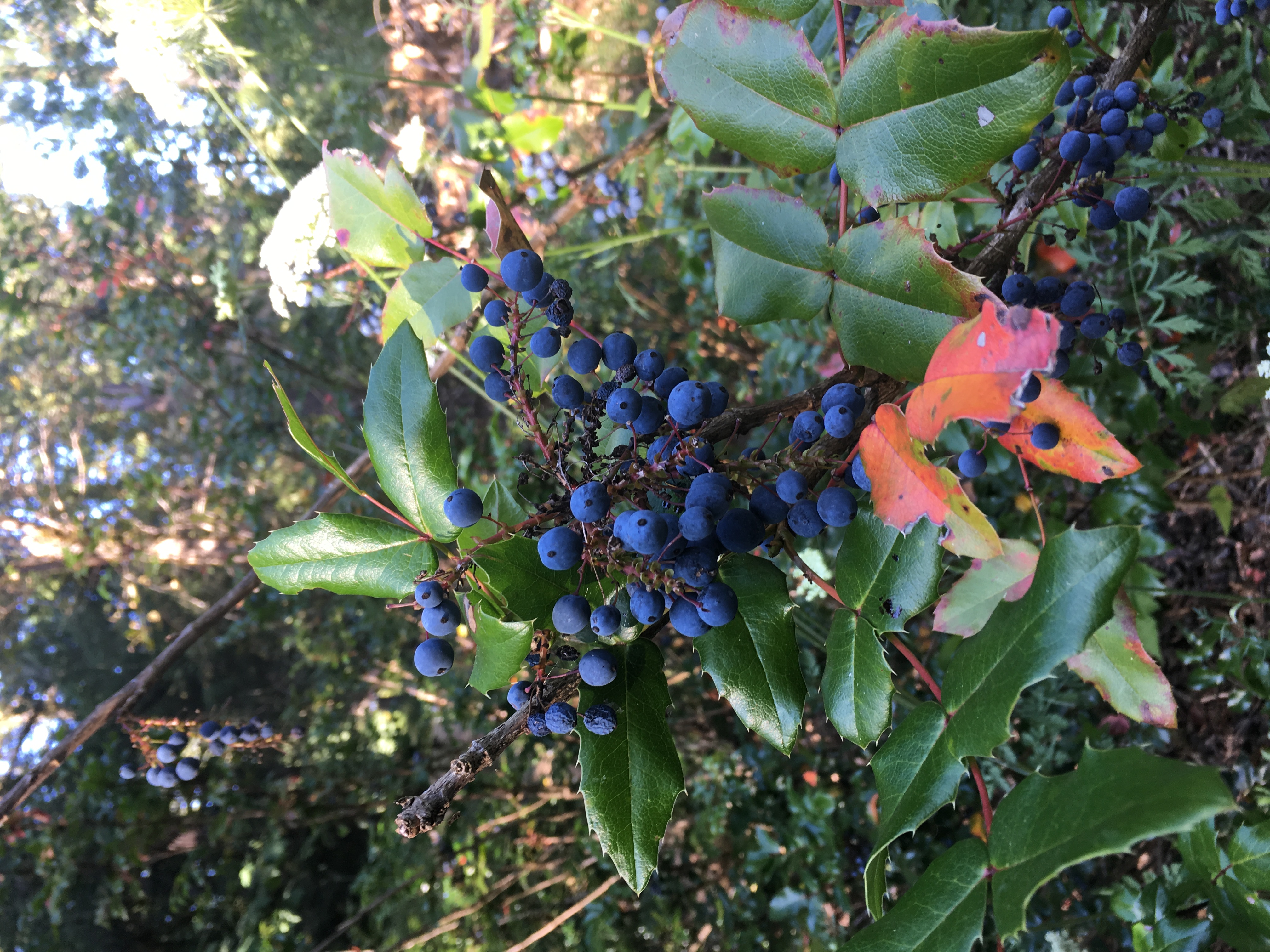 We saw so many berries on our hikes! Not sure if edible, probably not