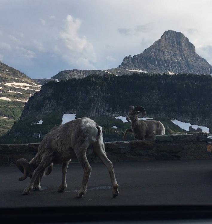 We saw Bighorn Sheep on our drive down the Going to the Sun Road, Glacier NP