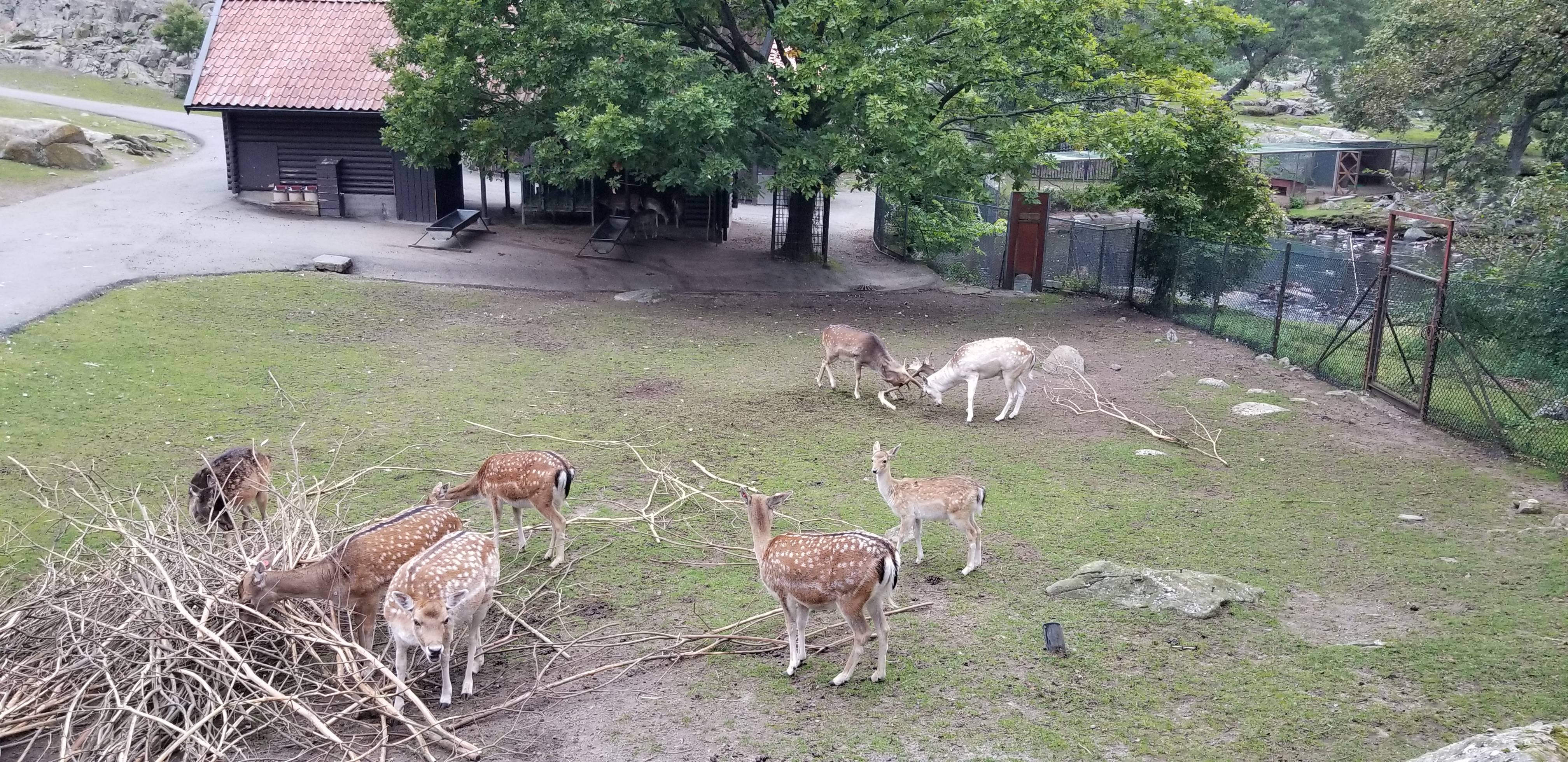 Deer fighting each other in the (free) zoo in Slottsskogen Park in Gothenburg, Sweden.