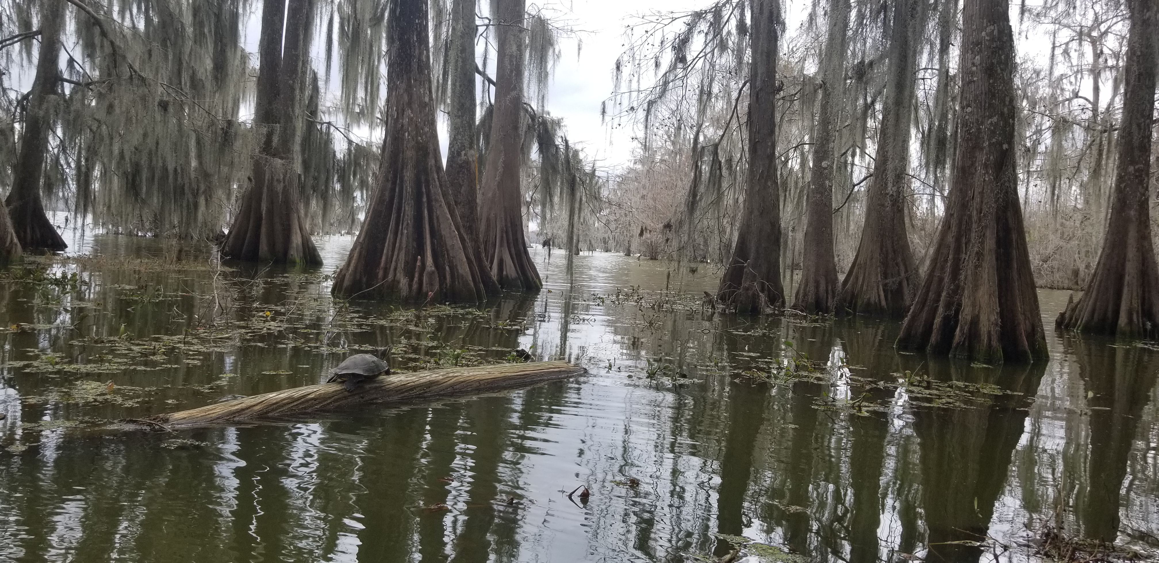 Turtle relaxing on a log in Martin Lake in Louisiana