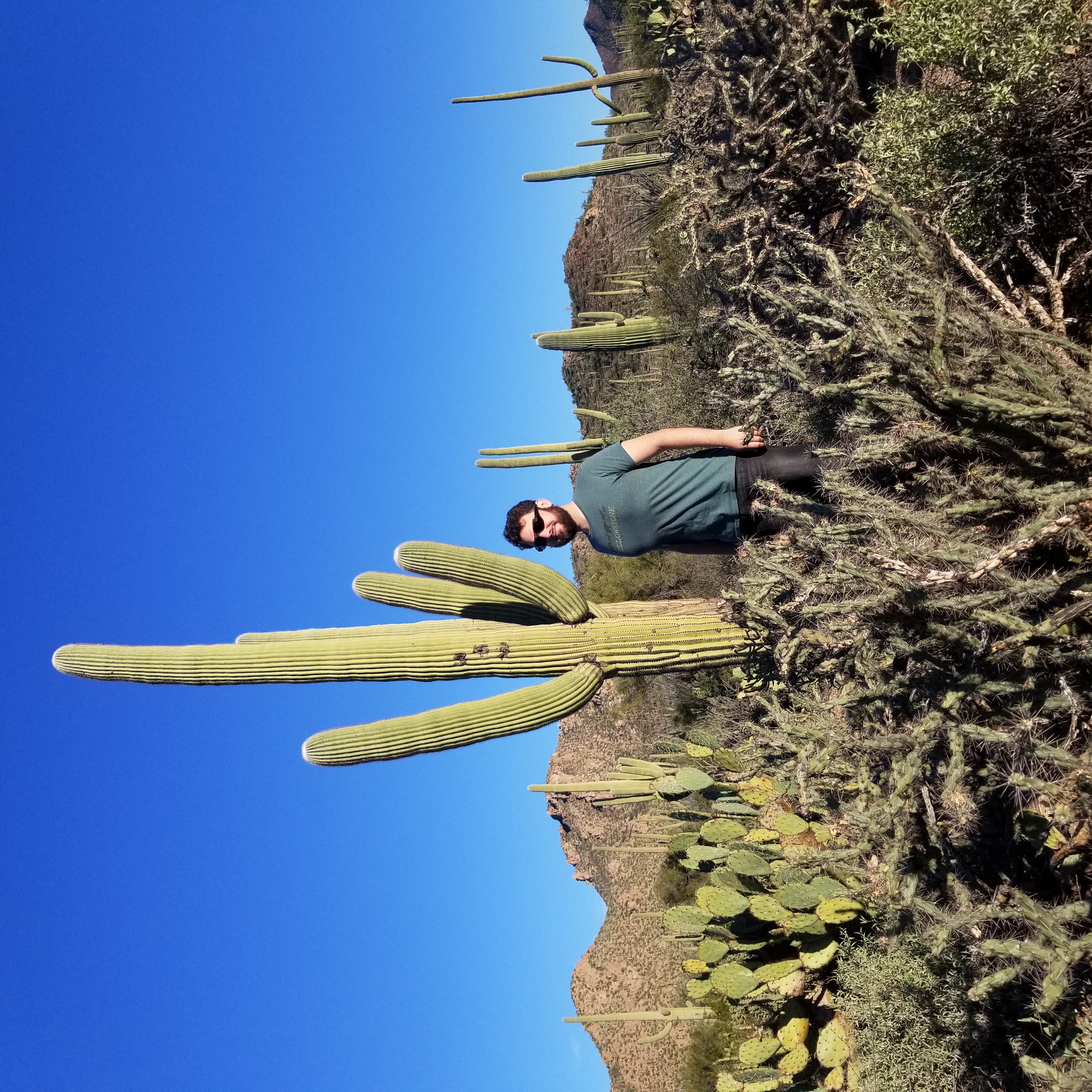 So many Saguaros! These cacti live up to 200 years and are homes to birds who nest in them.