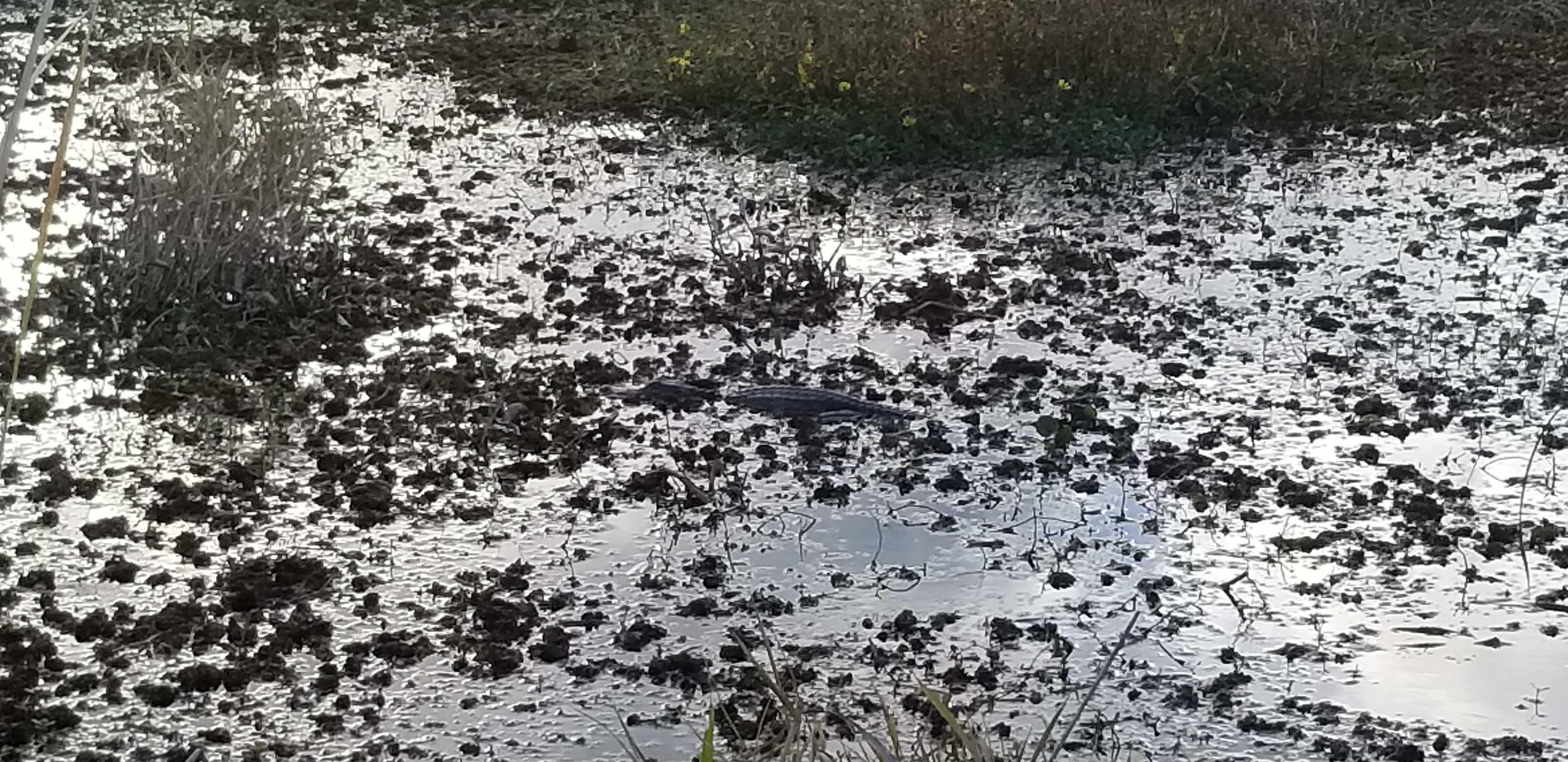 Alligator spotted on a scenic drive at Pintail Wildlife Refuge in Louisiana