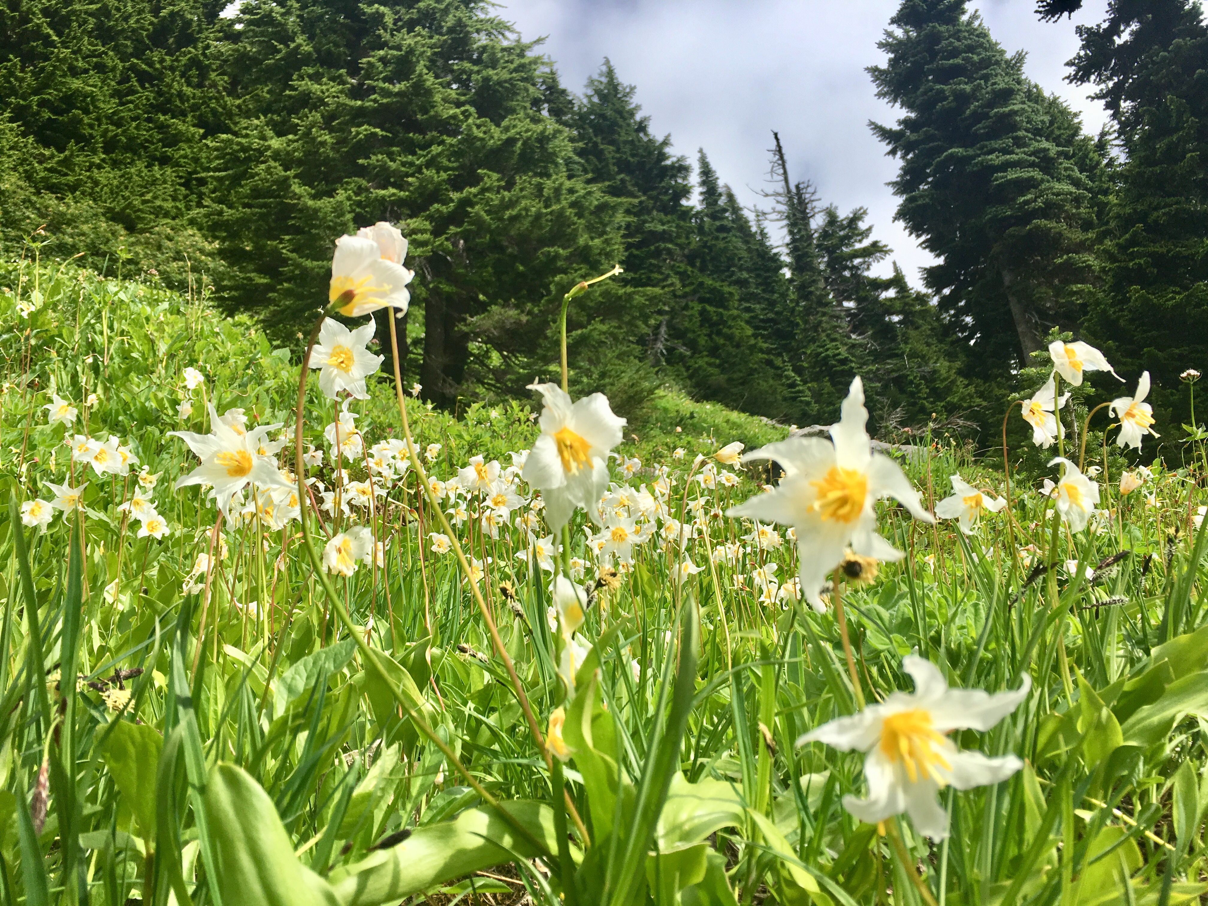 Avalanche Lilies!