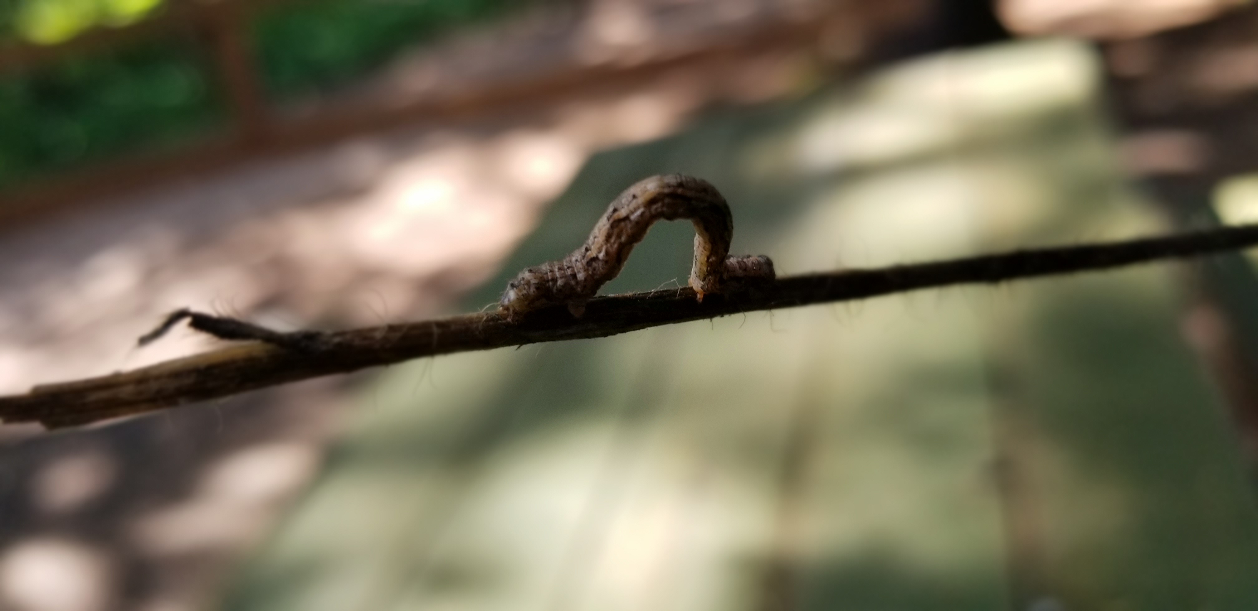 An inchworm crawls along a stick in Garibaldi Provincial Park