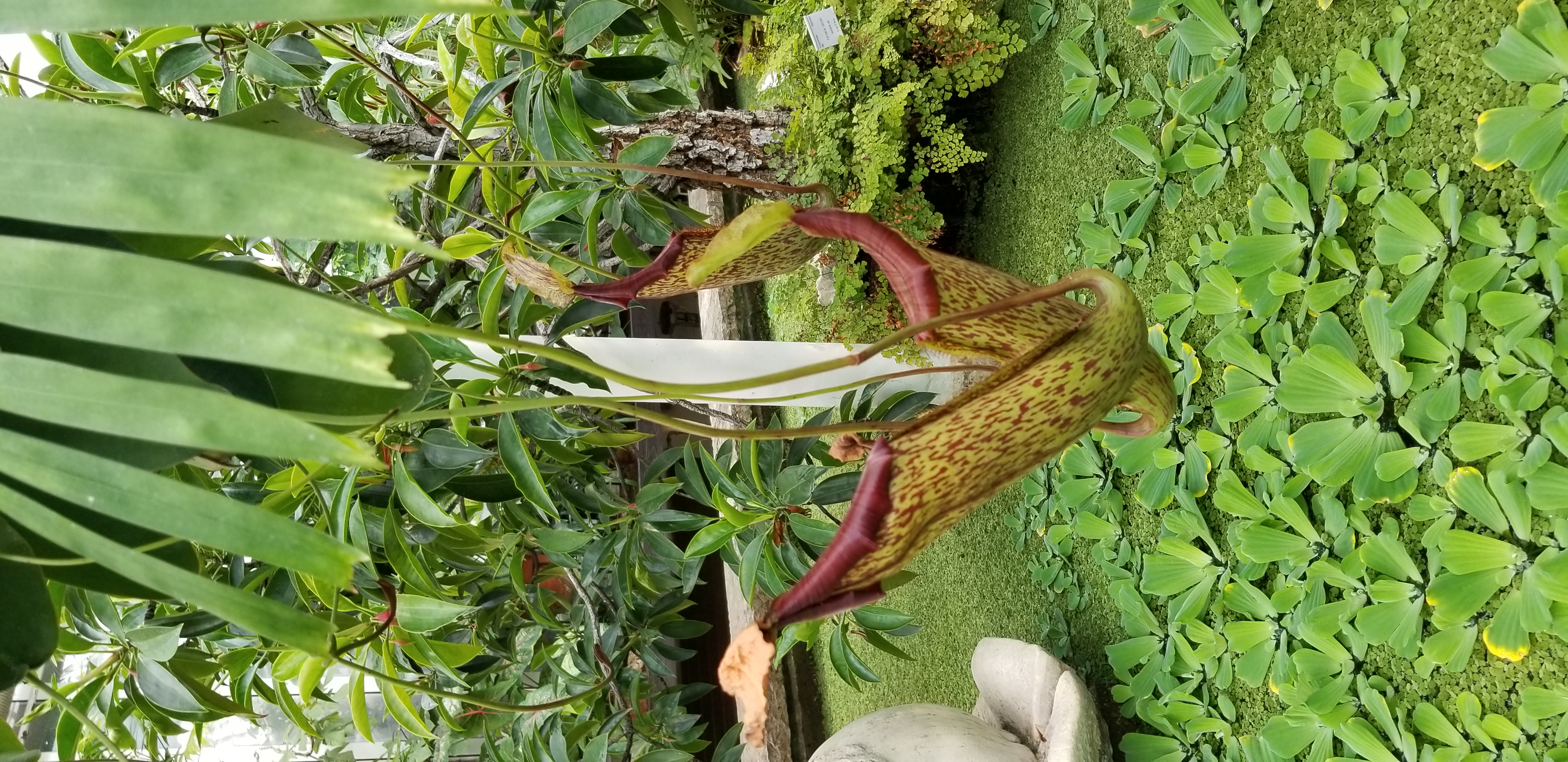 Pitcher flower at the botanical gardens in Gothenburg, Sweden