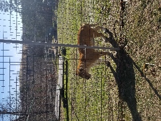 Liger- cross between a tiger and lion. They are often produced for roadside attractions because they can grow to be very large! They have many genetic issues and most die young because their organs grow to be too big and fail.