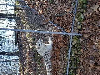 Did you know there are more tigers in the US than there are in the wild? This is due to habitat loss and because there aren't laws strict enough to prevent the sale of tigers. Many people buy them thinking they will make cute household pets not acknowledging that they grow to be VERY large and have their wild instincts kick in. Terpentine Creek Sanctuary takes many of these animals in who would otherwise not be able to survive in the wild.