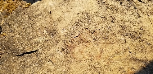 Fossilized leaf in the mountains northeast of Seattle