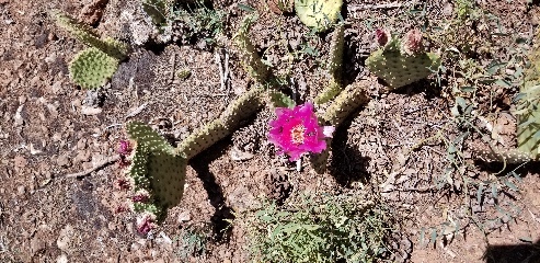 Flowering cactus in Kolob Canyon