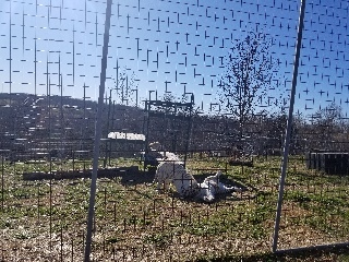 Learned that tigers are actually bigger than lions. Male tigers can grow up to 800 lbs whereas lions reach 550 lbs. Part of the weight difference is due to tigers having greater muscle density.