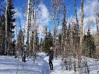 Pretty Aspen forest in the winter Dillon, Co