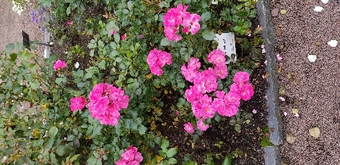 Rose garden at the botanical gardens in Gothenburg, Sweden