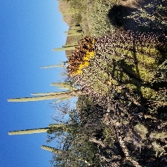 Blooming Cactus in Saguaro National Park