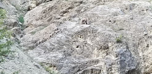 Mountain goat with babies, Kootenay NP, Canada. (They're kind of hard to spot -  they're in a line from bottom left to top right,  right in the middle)