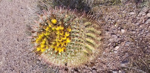 A barrel cactus in the Sonoran Desert. The fruits are edible, and taste somewhat like a cross between a lemon and a kiwi.