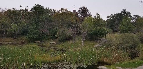 Slottsskogen Park in Gothenburg, Sweden. The park is just outside the city center, but aside from occasional glimpses of the tower of an old fortress, it feels like unspoiled wilderness