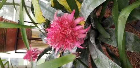 A vibrant red flower at the botanical gardens in Gothenburg, Sweden