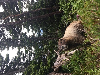 Marmots make such loud whistling sounds!