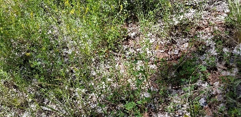 Another cute snake (this time a king snake). Kolob Canyon, UT