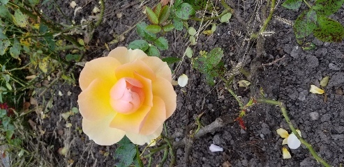 A vivid orange rose at the rose garden of the botanical gardens in Gothenburg, Sweden