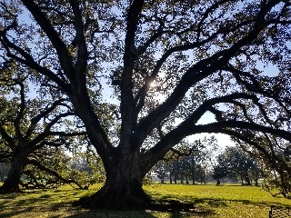 Large Oak tree (around 200 years old) at Oak Alley Plantation