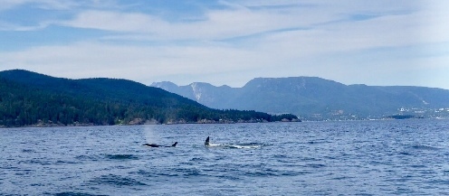 Whale Watching in Vancouver