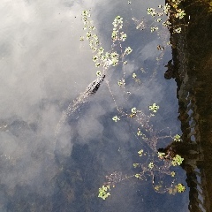 Our first sighting of an alligator in nature outside the visitor center of the Pintail Wildlife Refuge